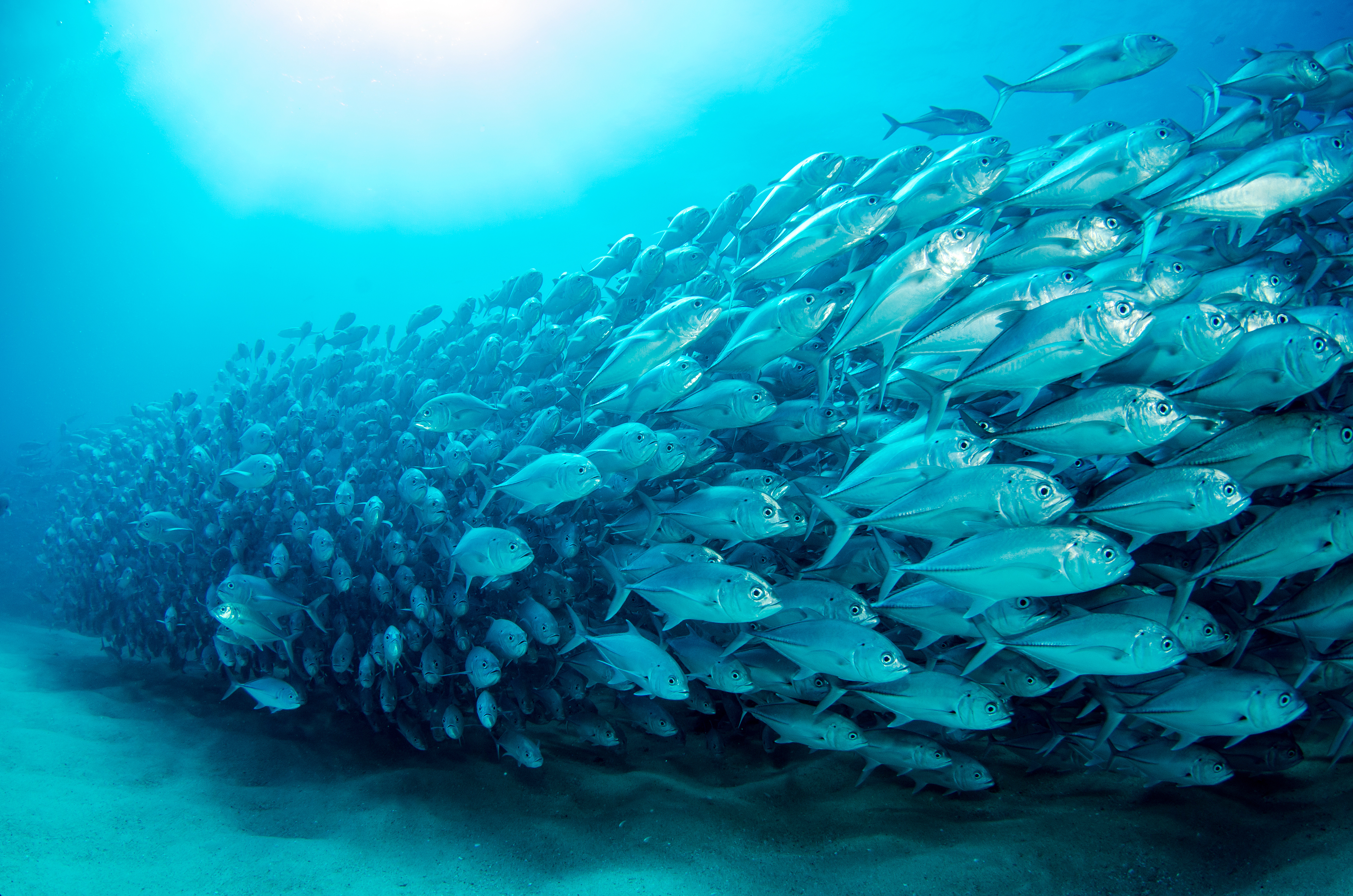 School of fish