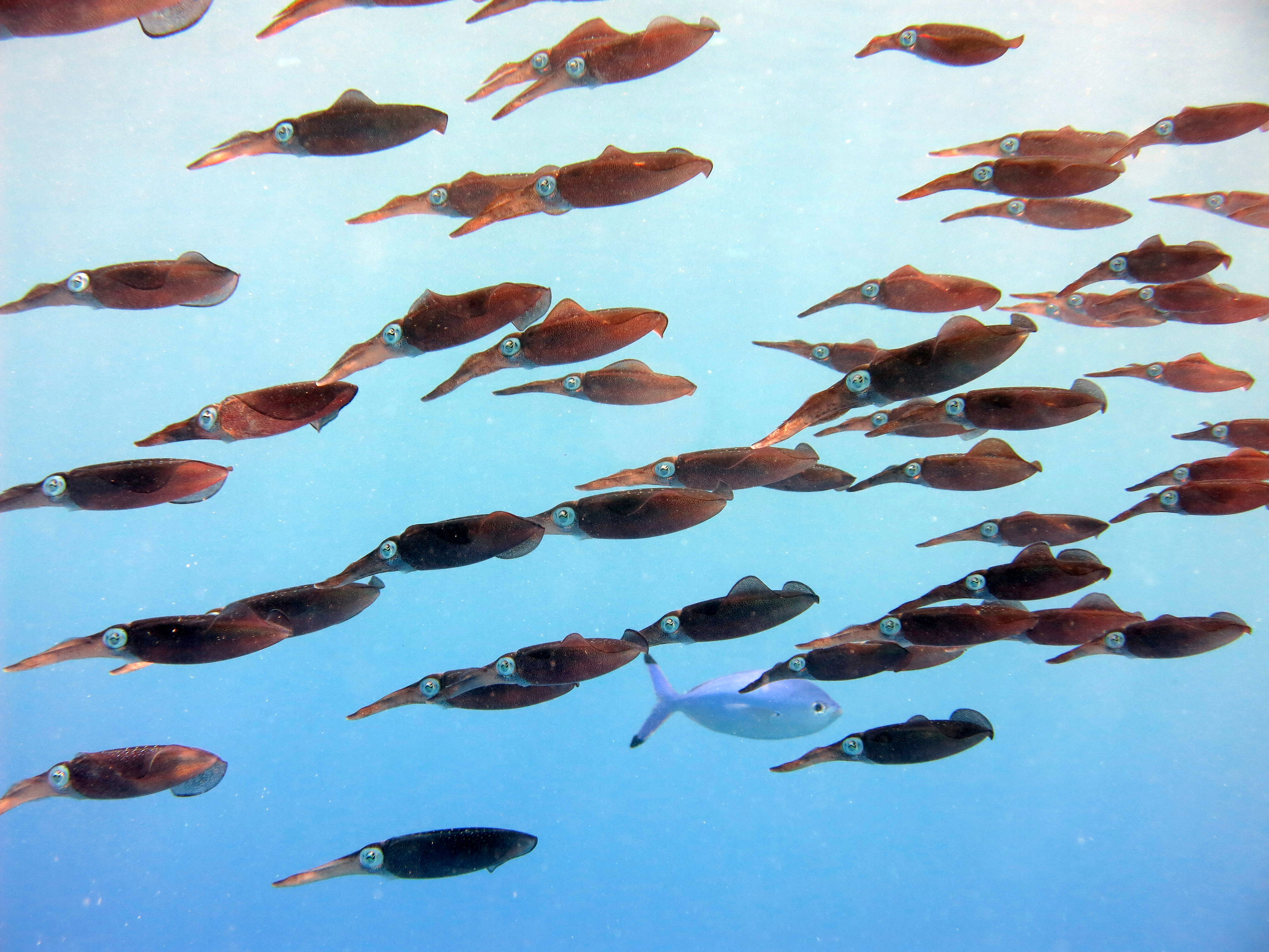 Reef squid swimming in a group