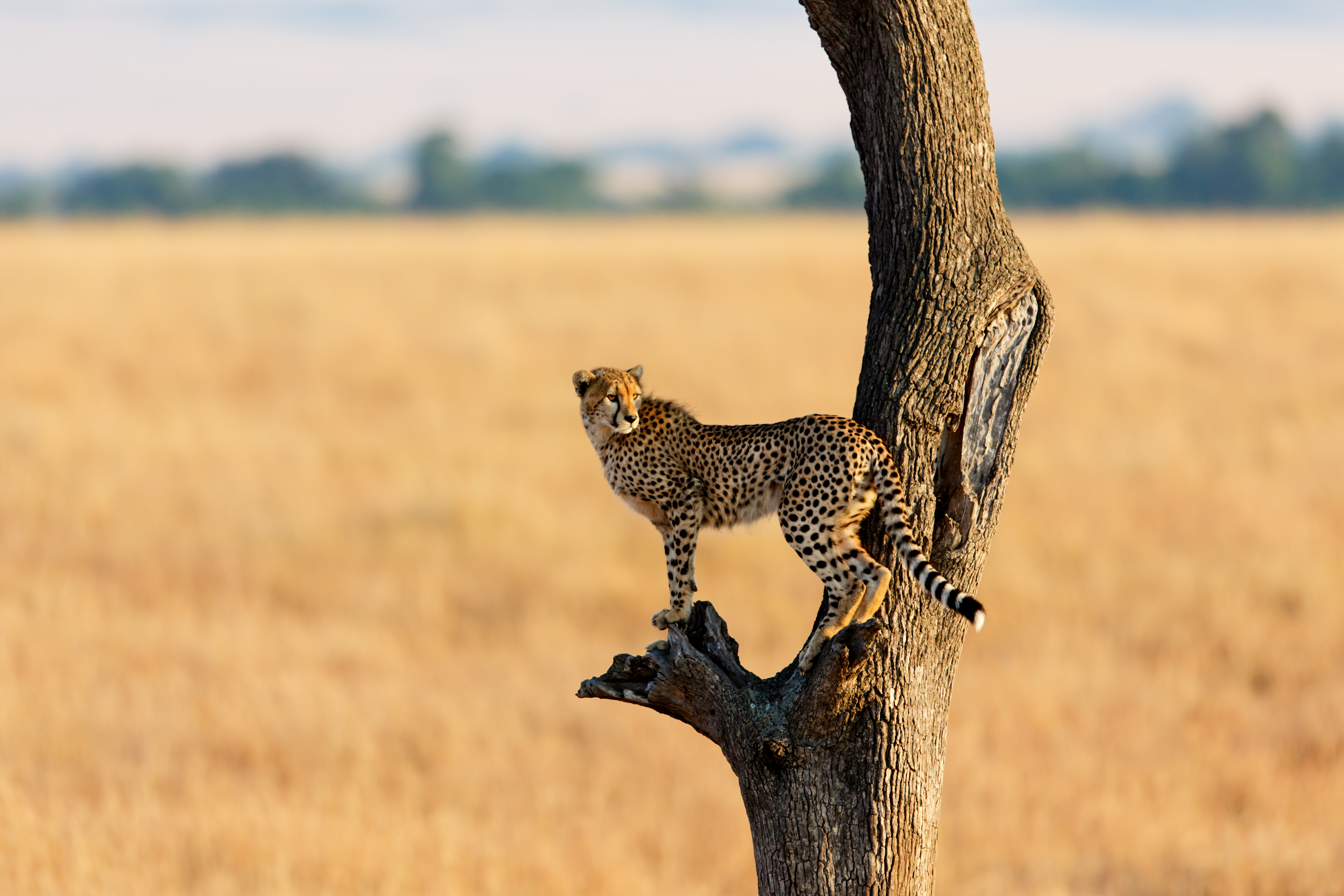 Cheetah standing in a tree