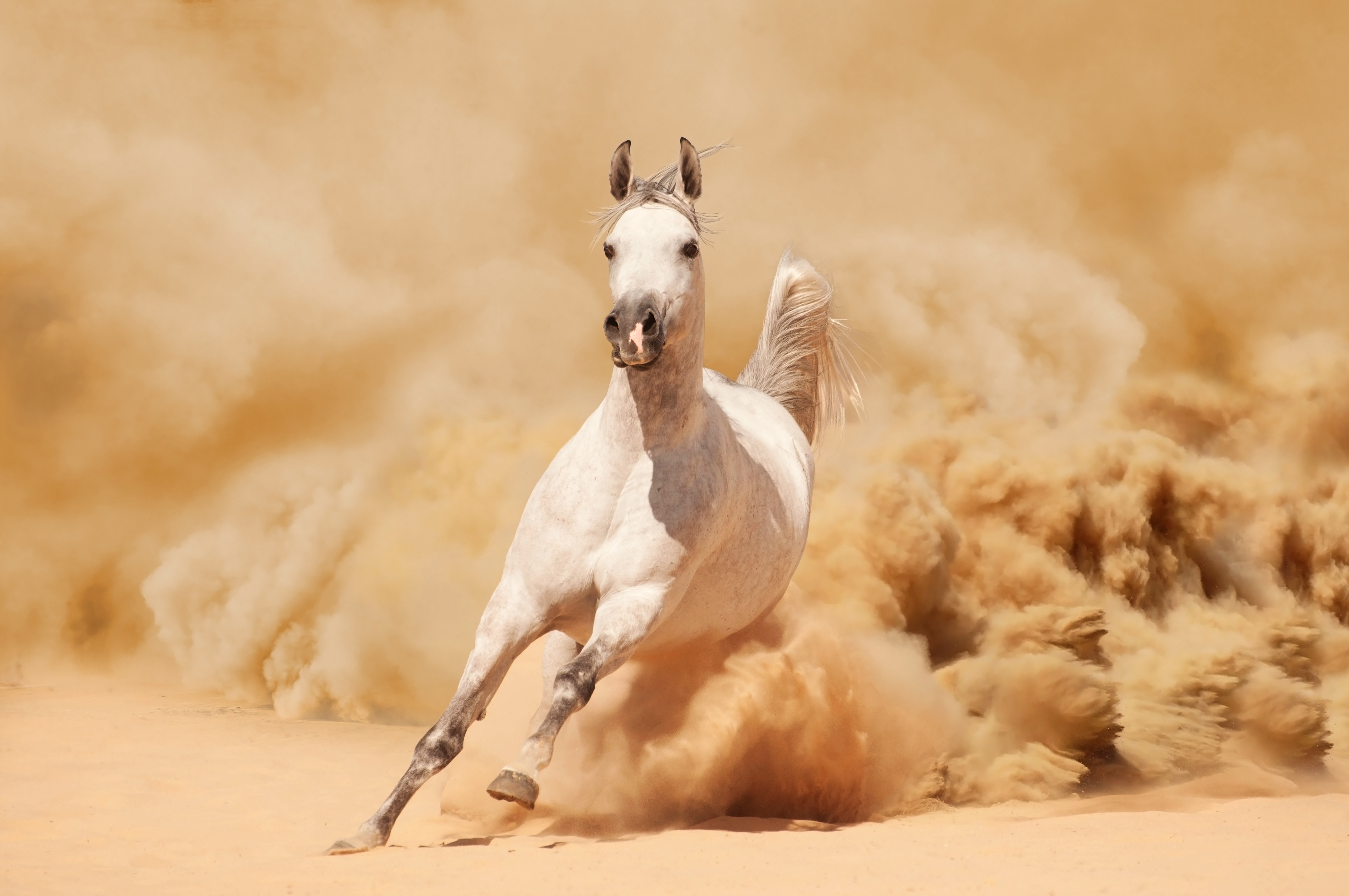 Arabian horse running