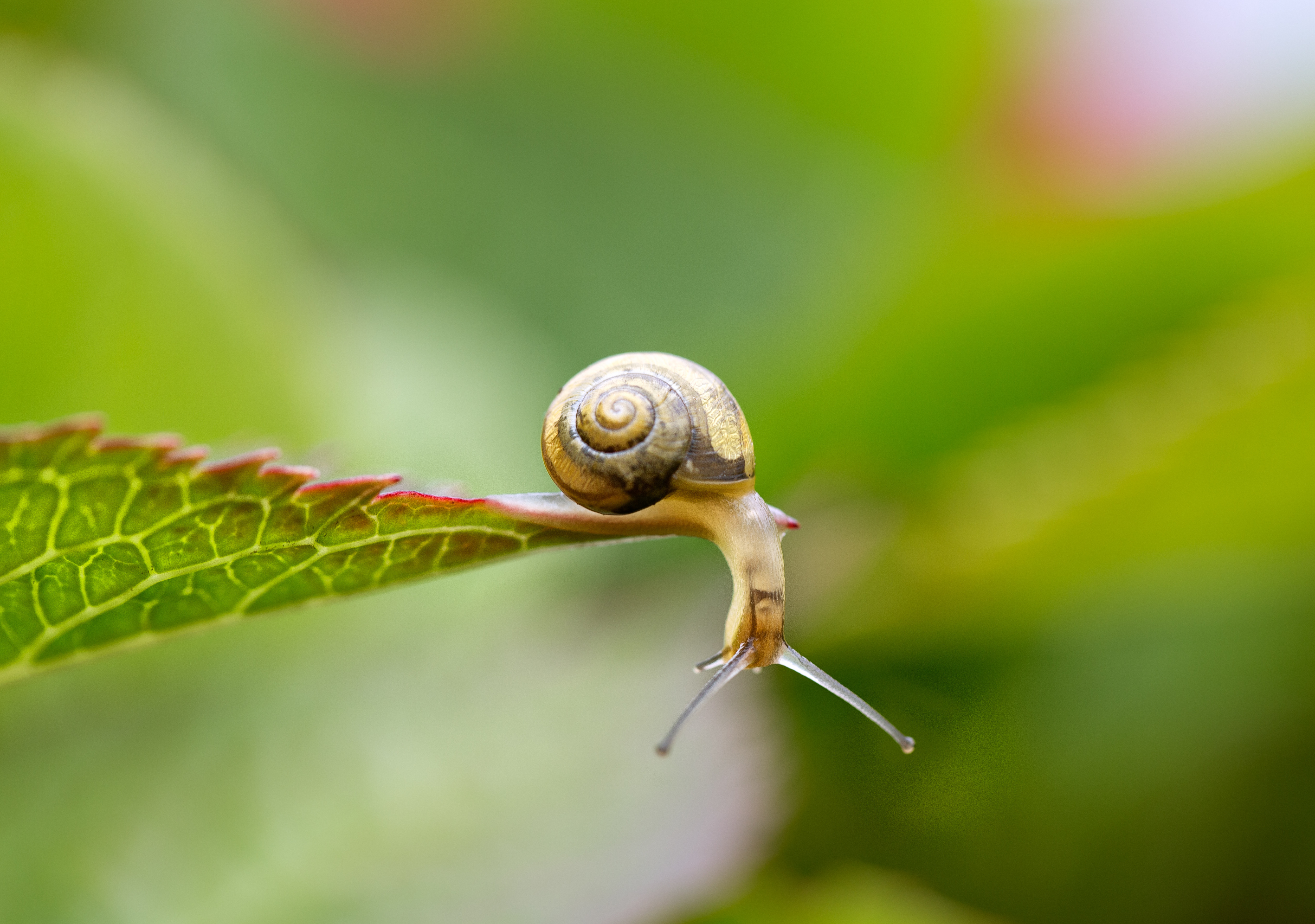 Snail on a leaf