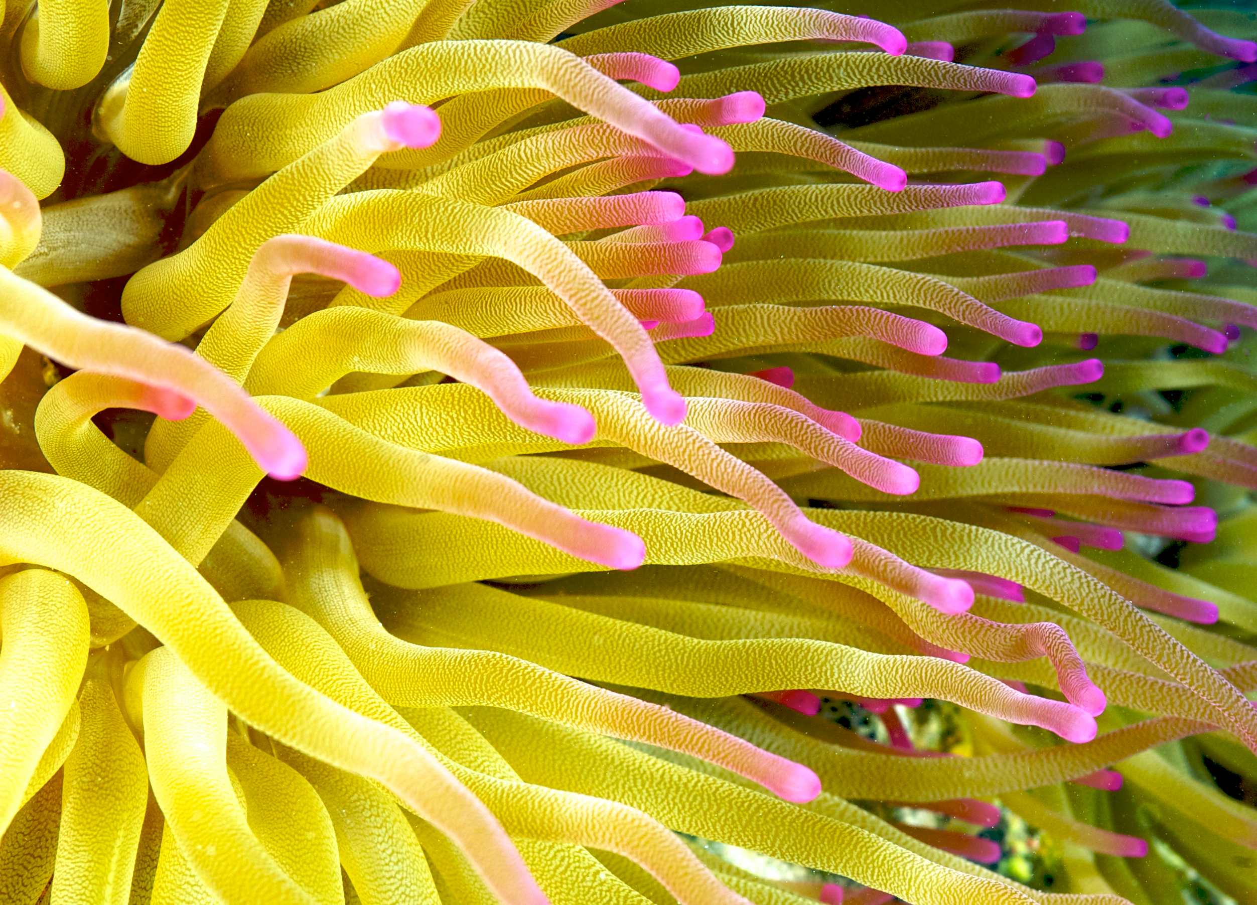 The tentacles of a sea anemone