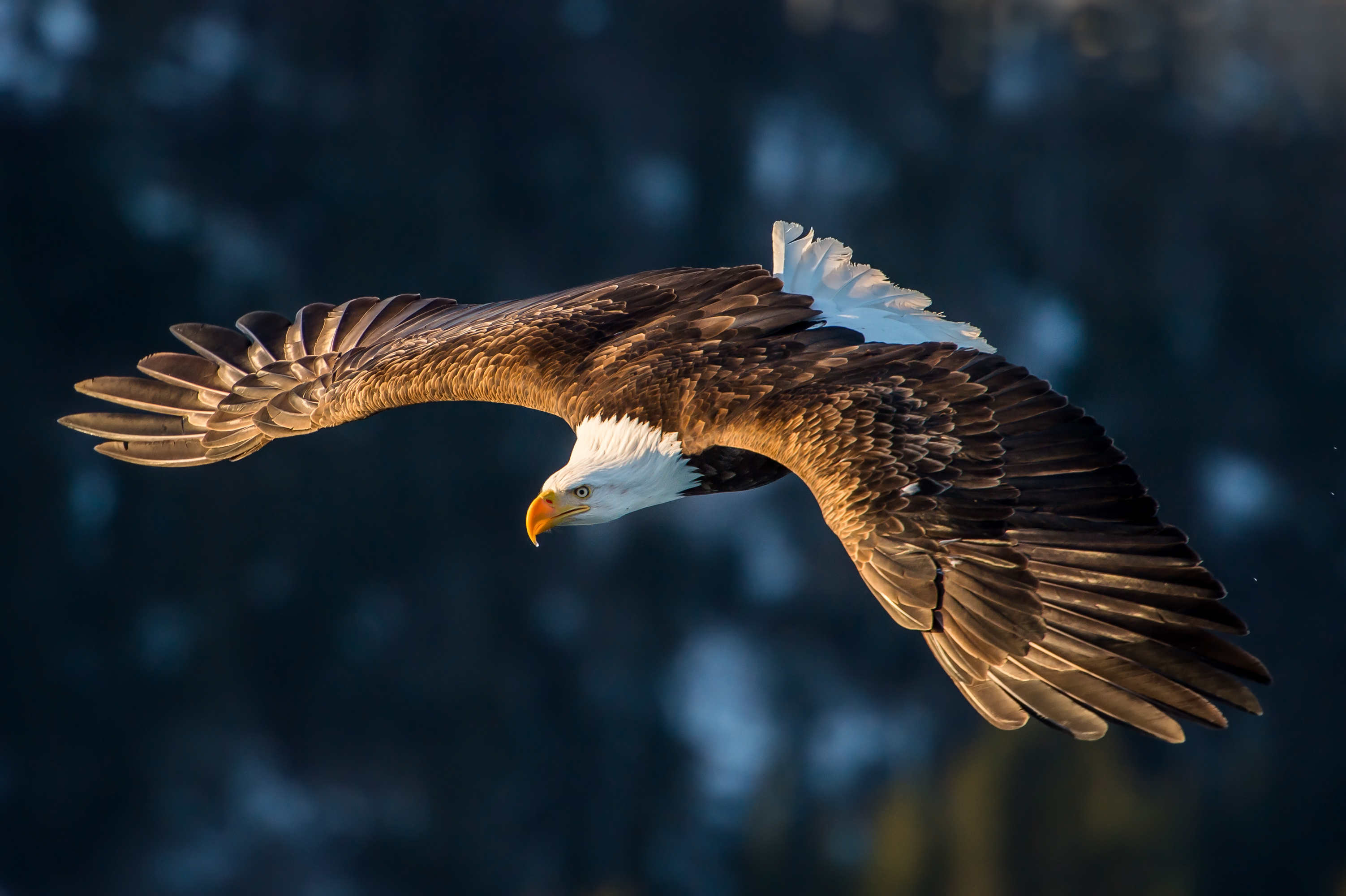 Bald eagle in flight