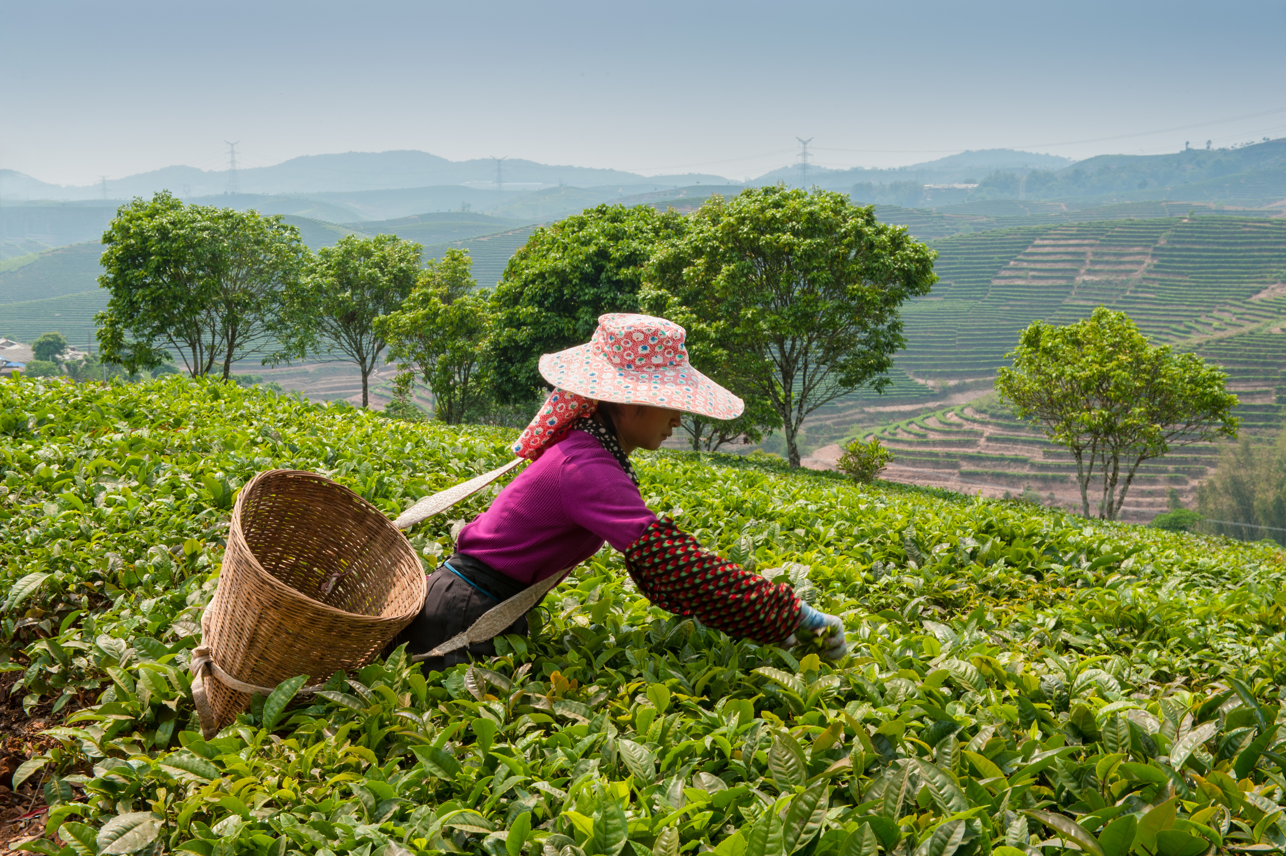 Picking tea in China