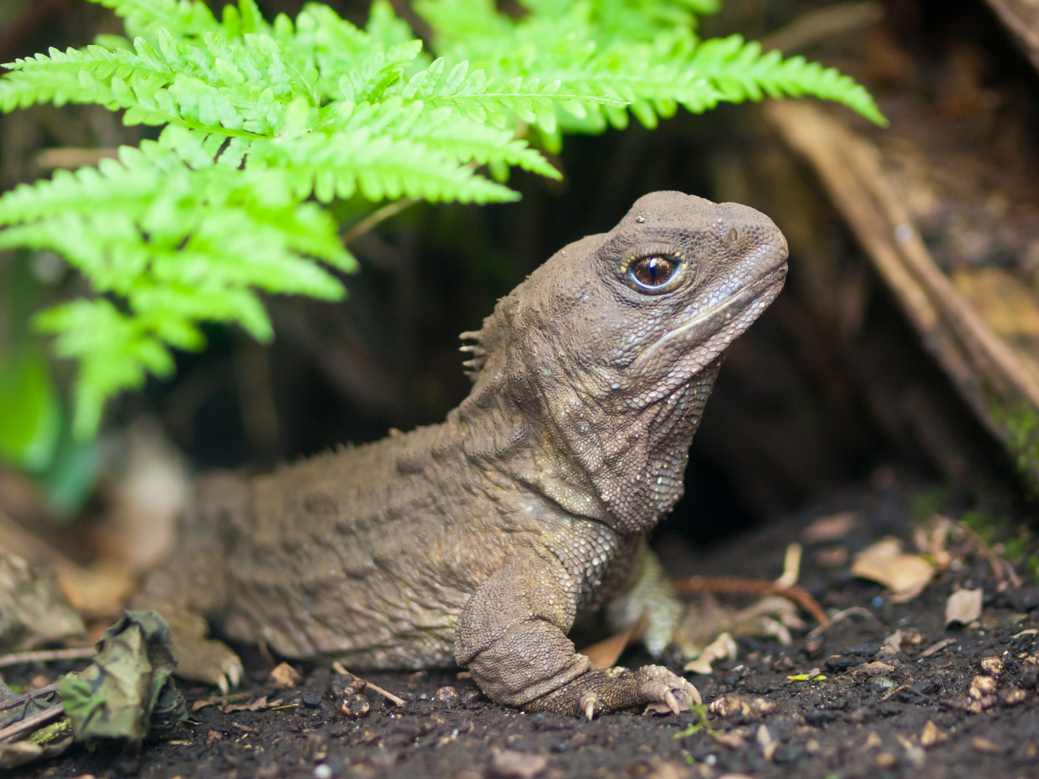 Tuatara