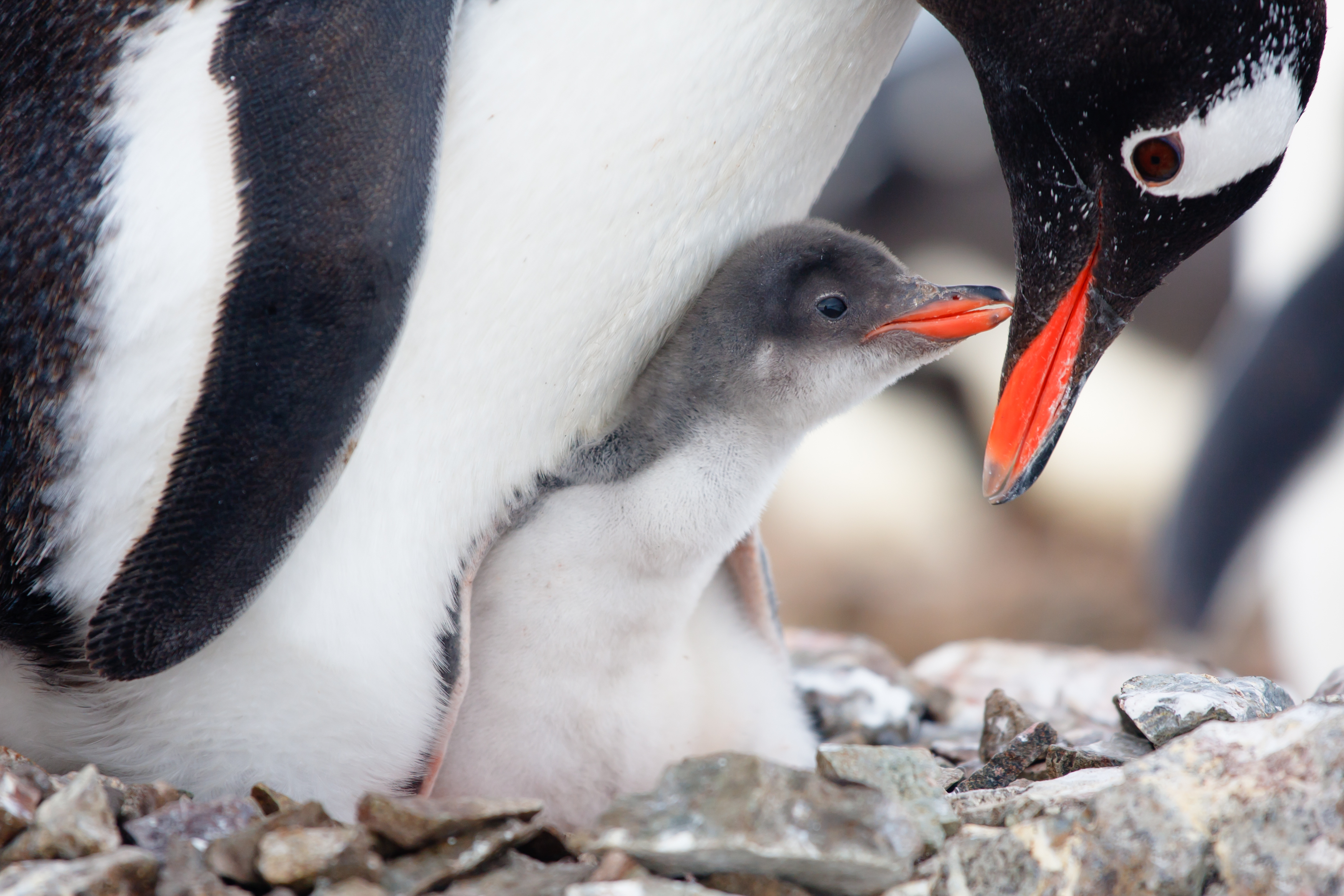 Penguin and chick