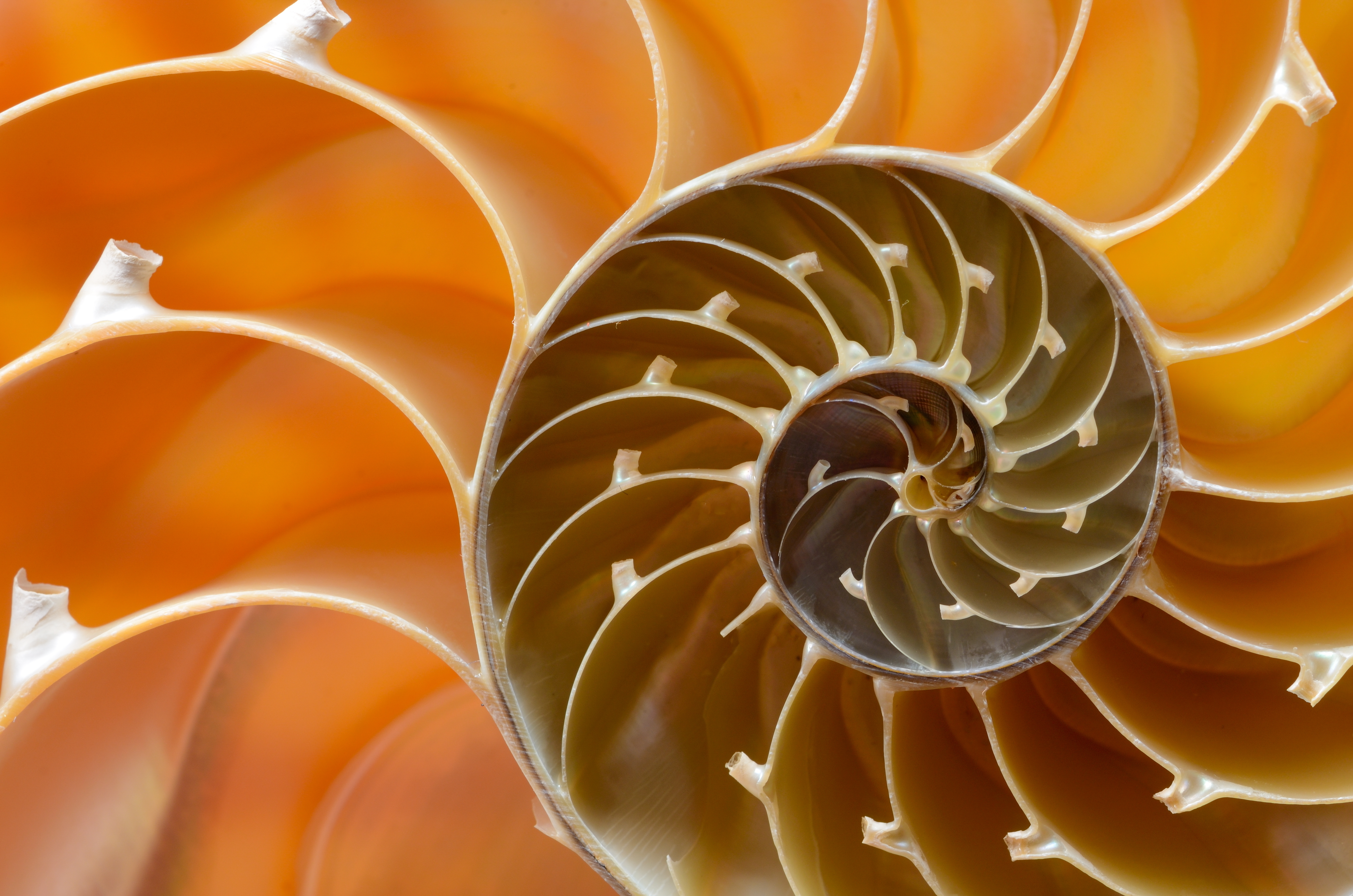 Cutaway view of a nautilus shell