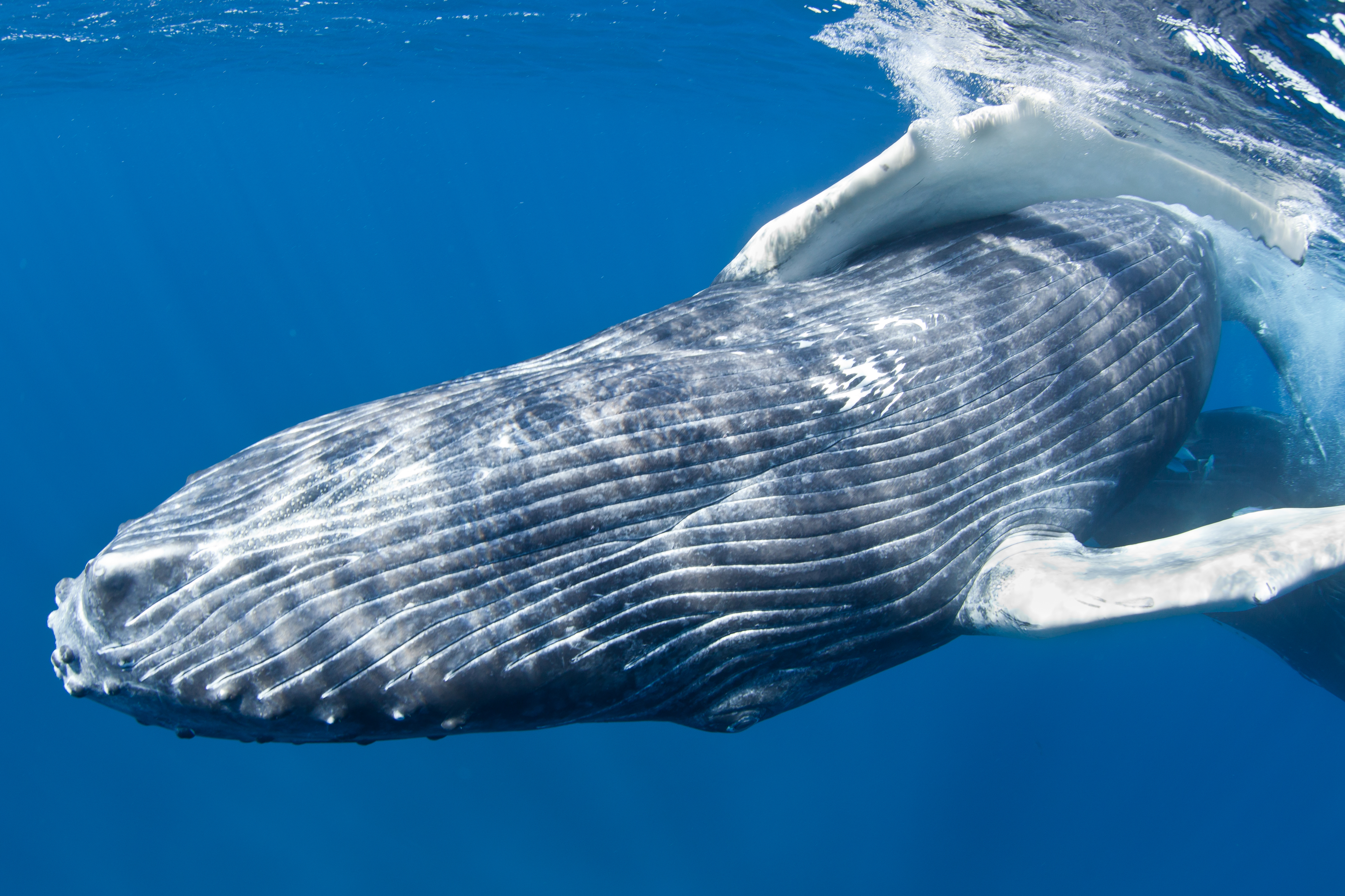 Young humpback whale