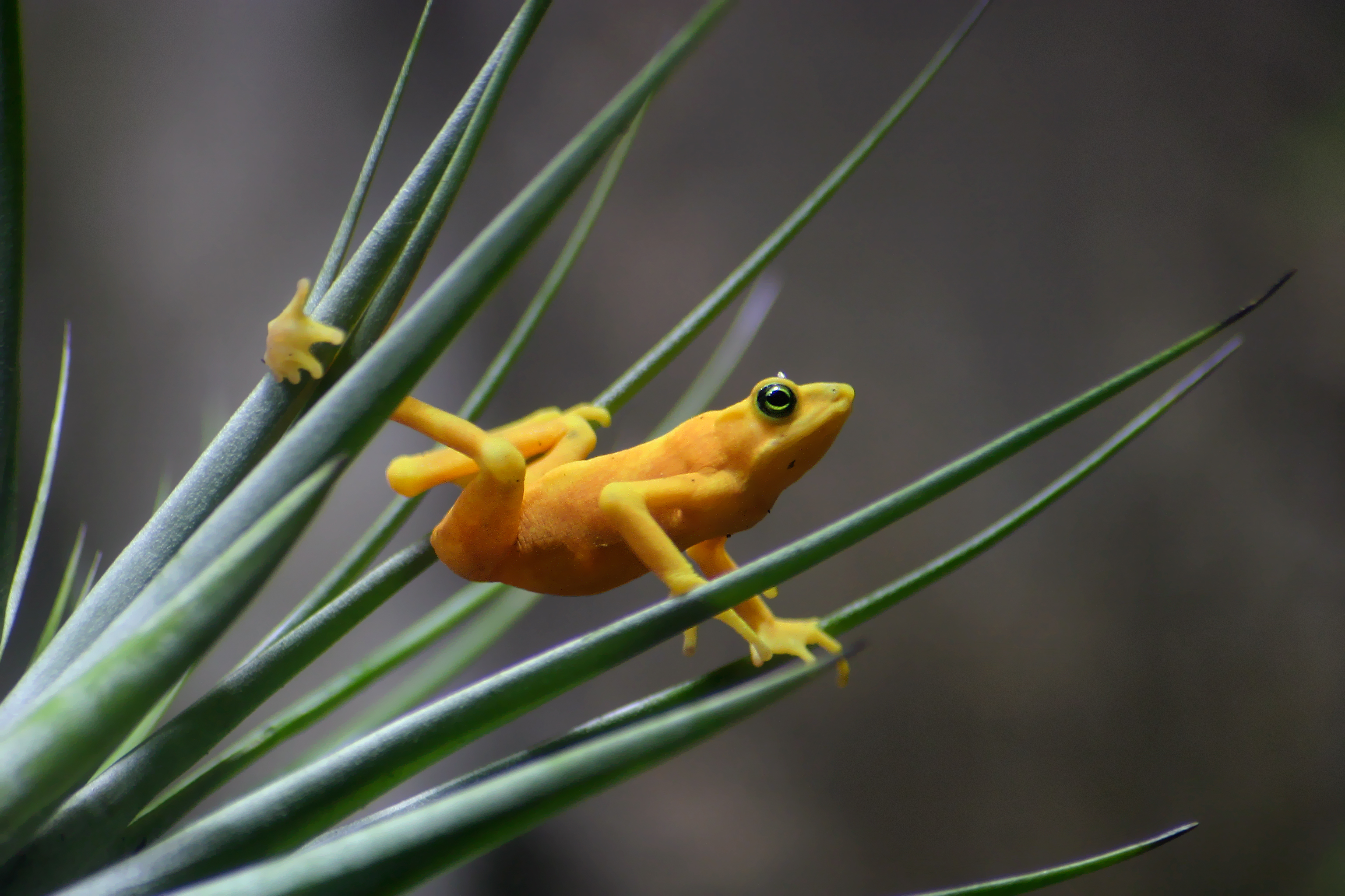 Panamanian golden frog