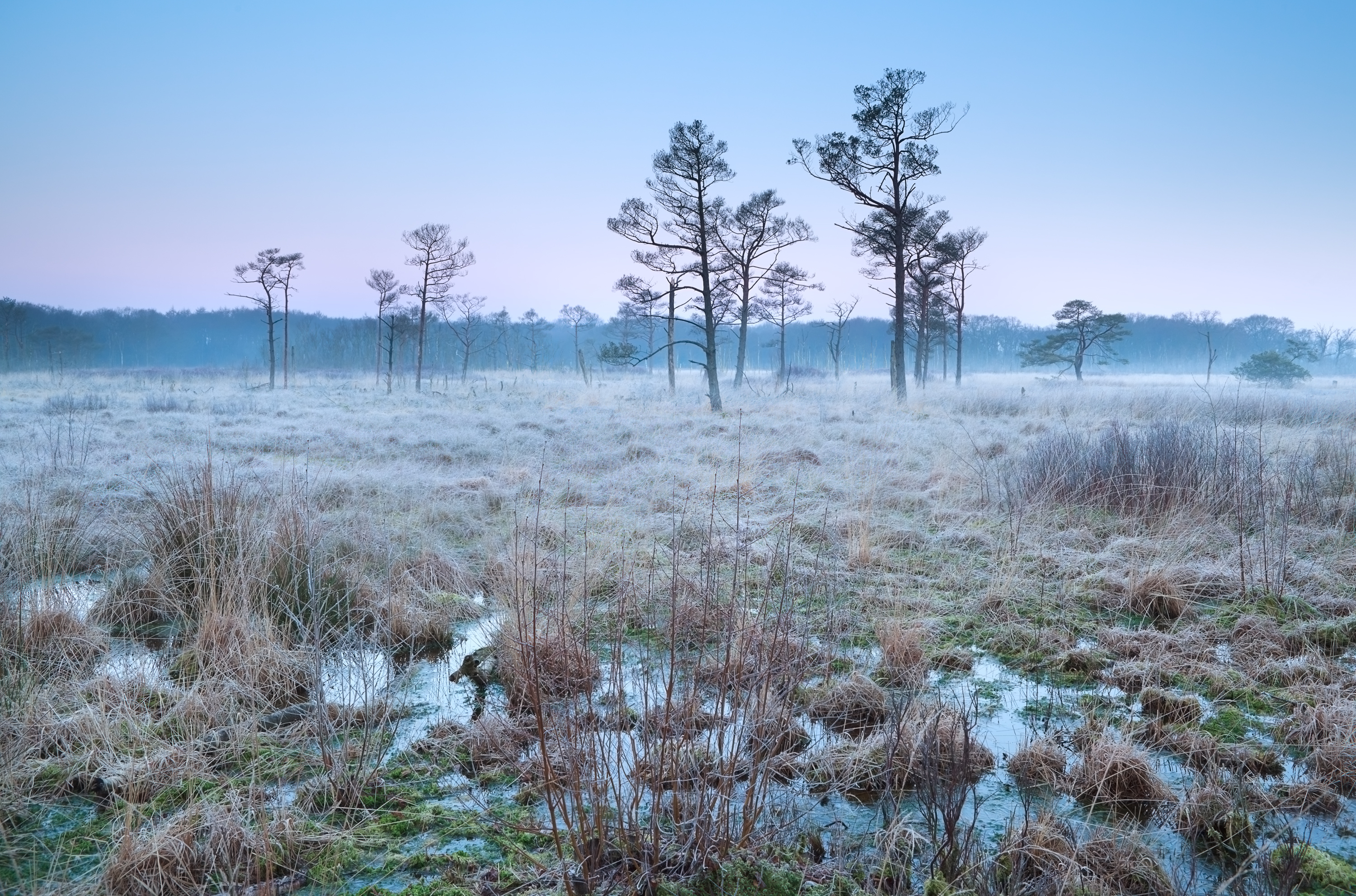 Swamp in the Netherlands