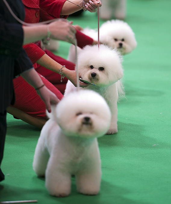 Bichons frises at a dog show