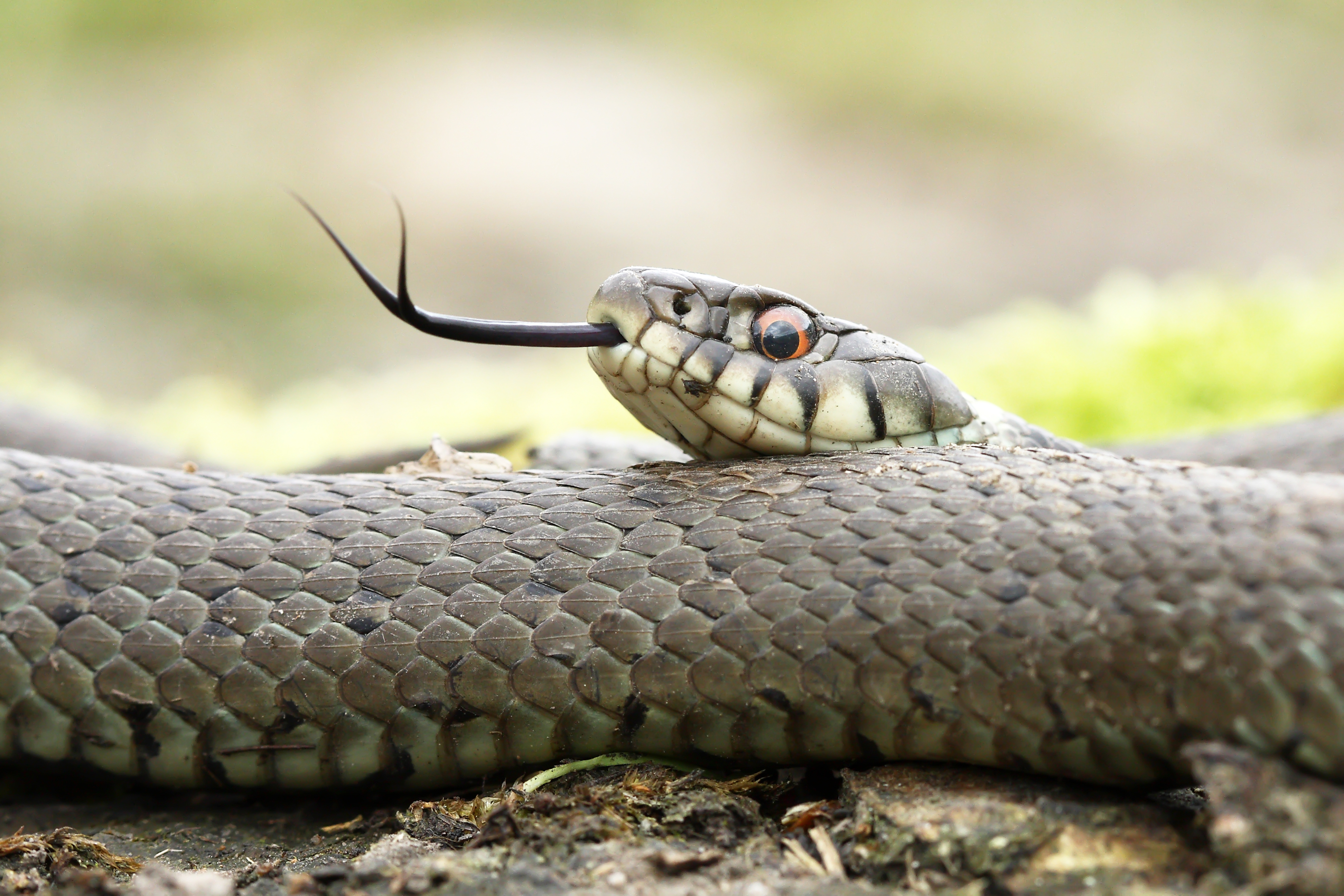 A snake's tongue