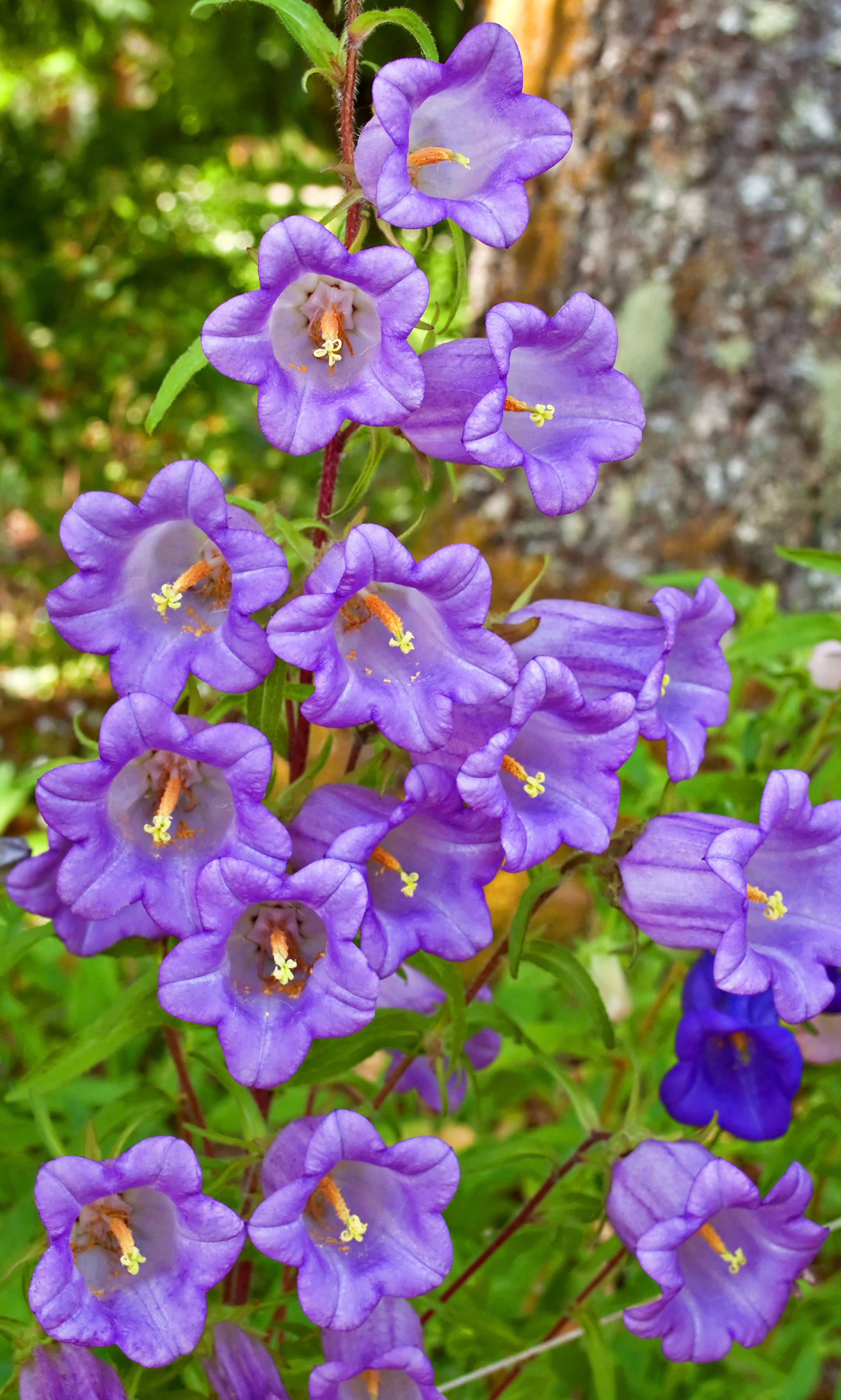 Canterbury bell flowers