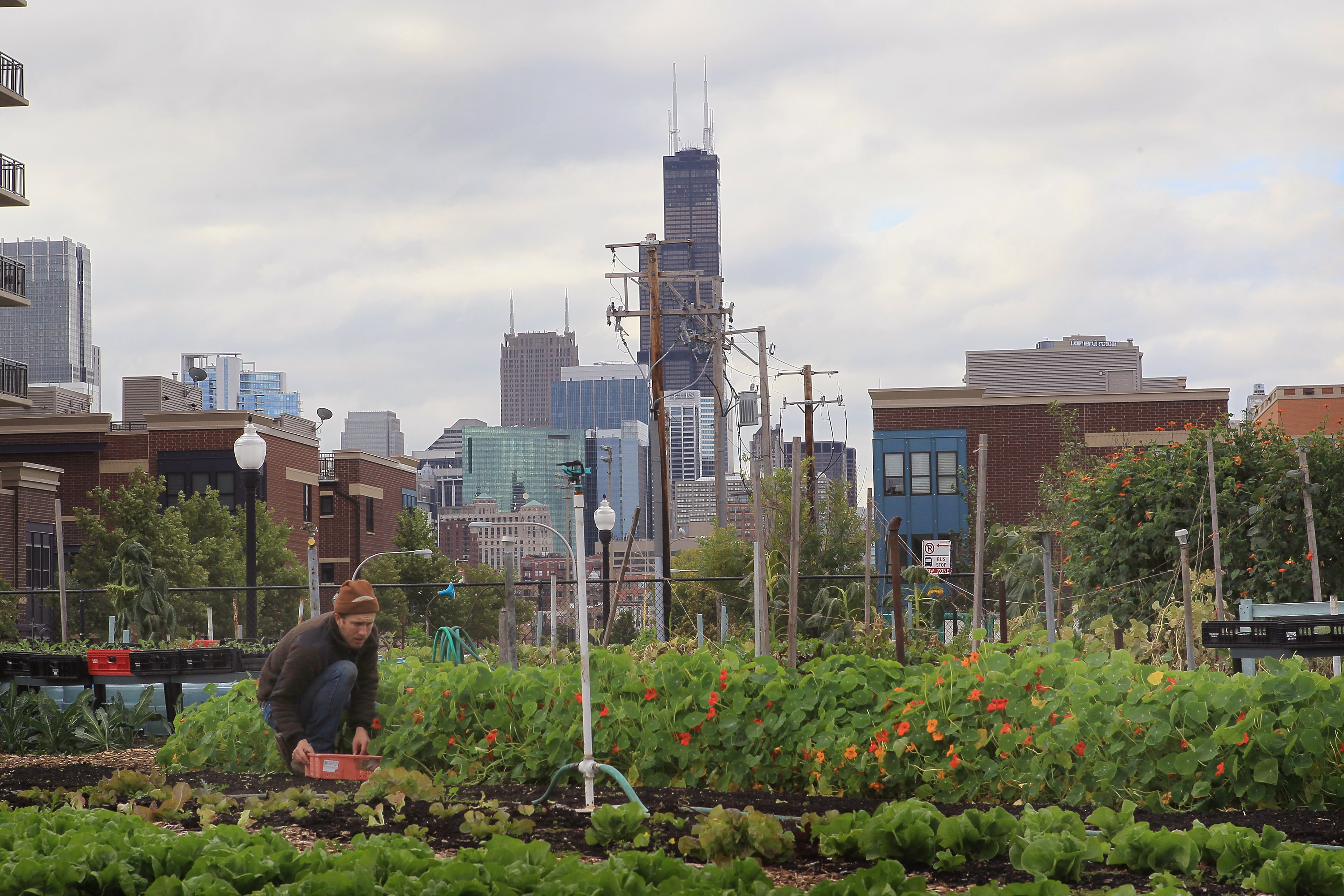 Crops growing at an urban farm in Chicago