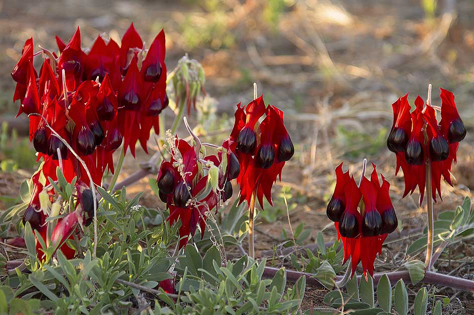 Sturt's desert pea