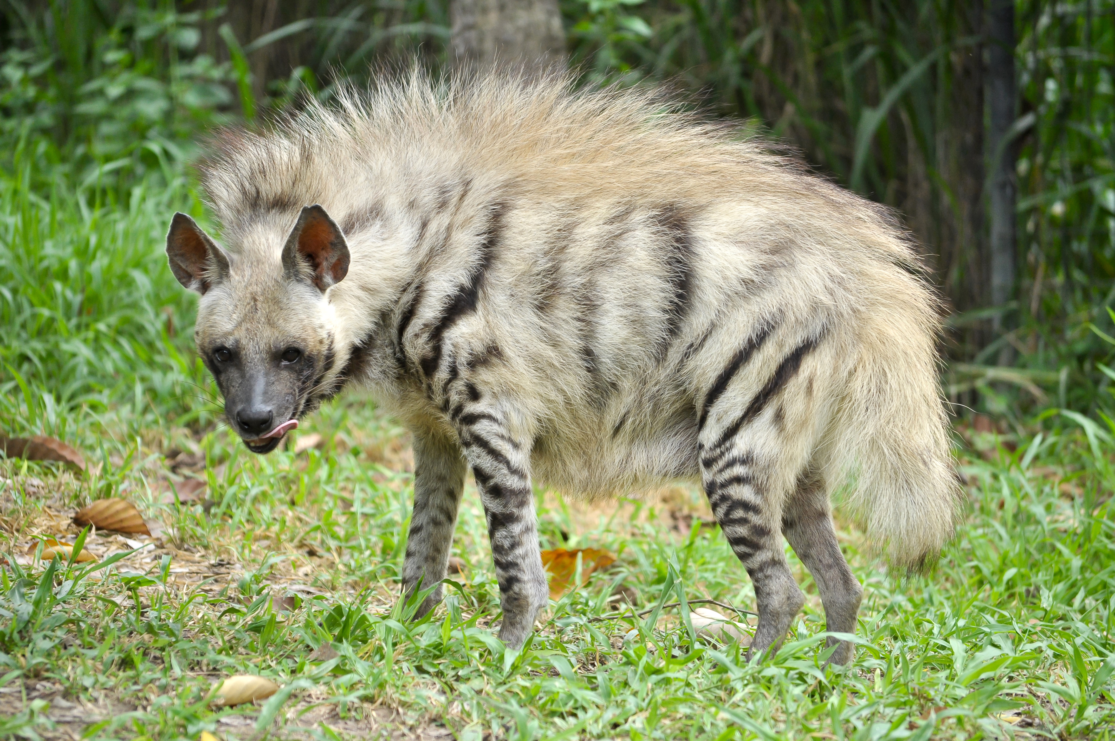 Striped hyena