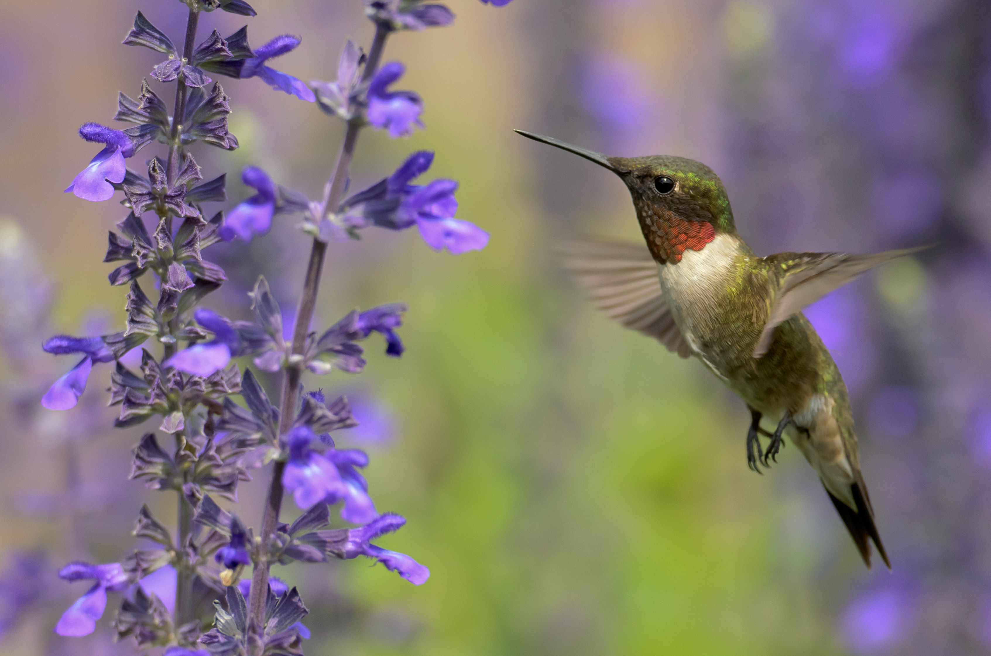 Ruby-throated hummingbird