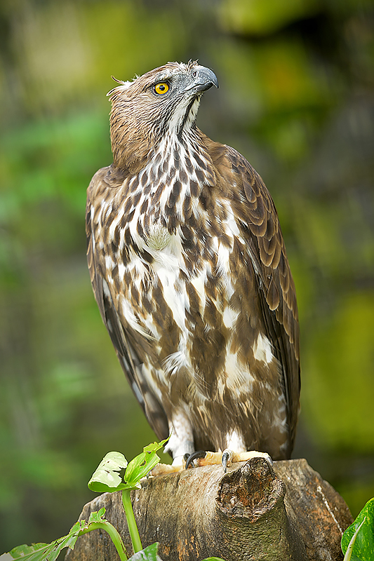 Honey-buzzard