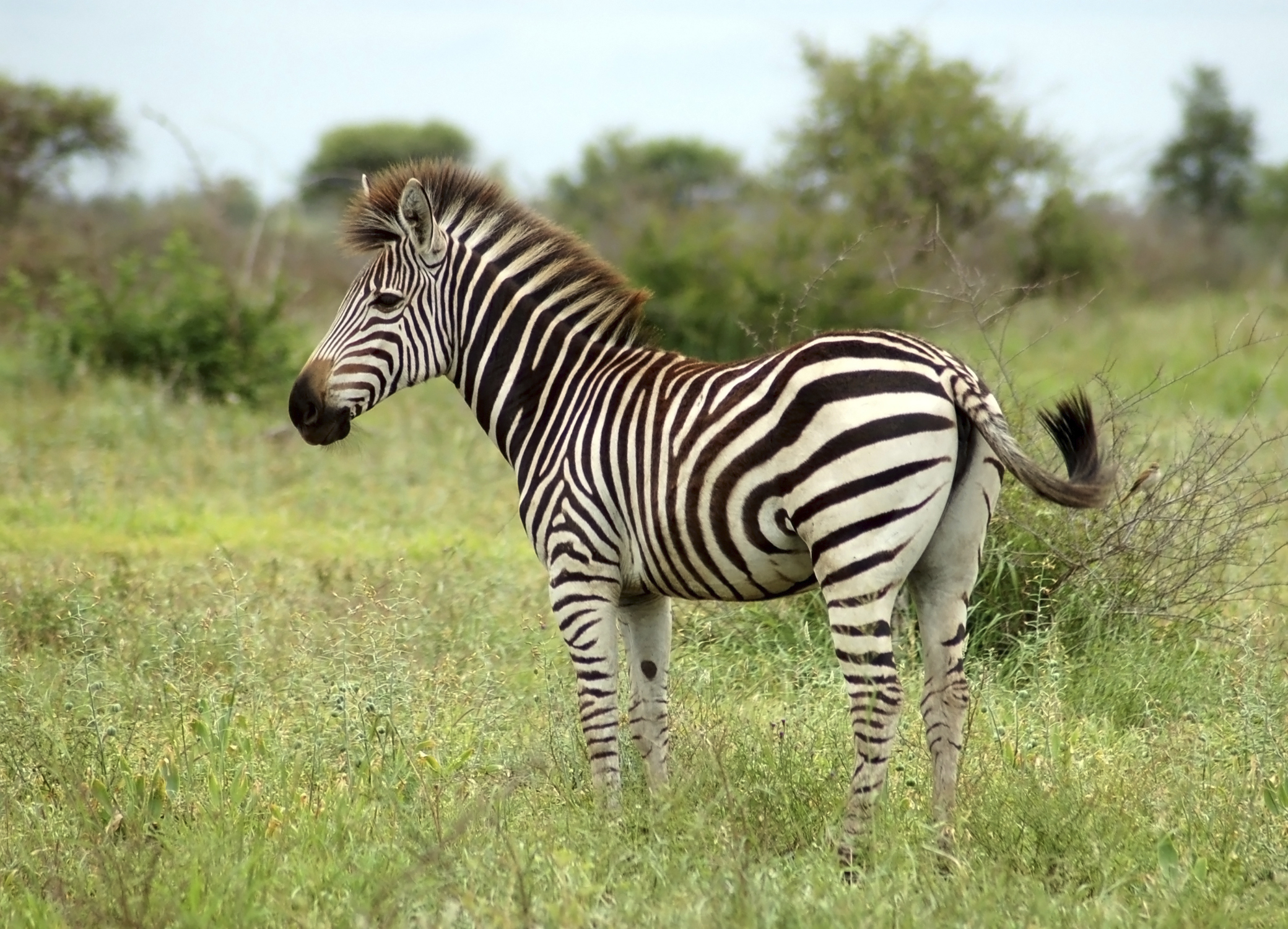 Young zebra