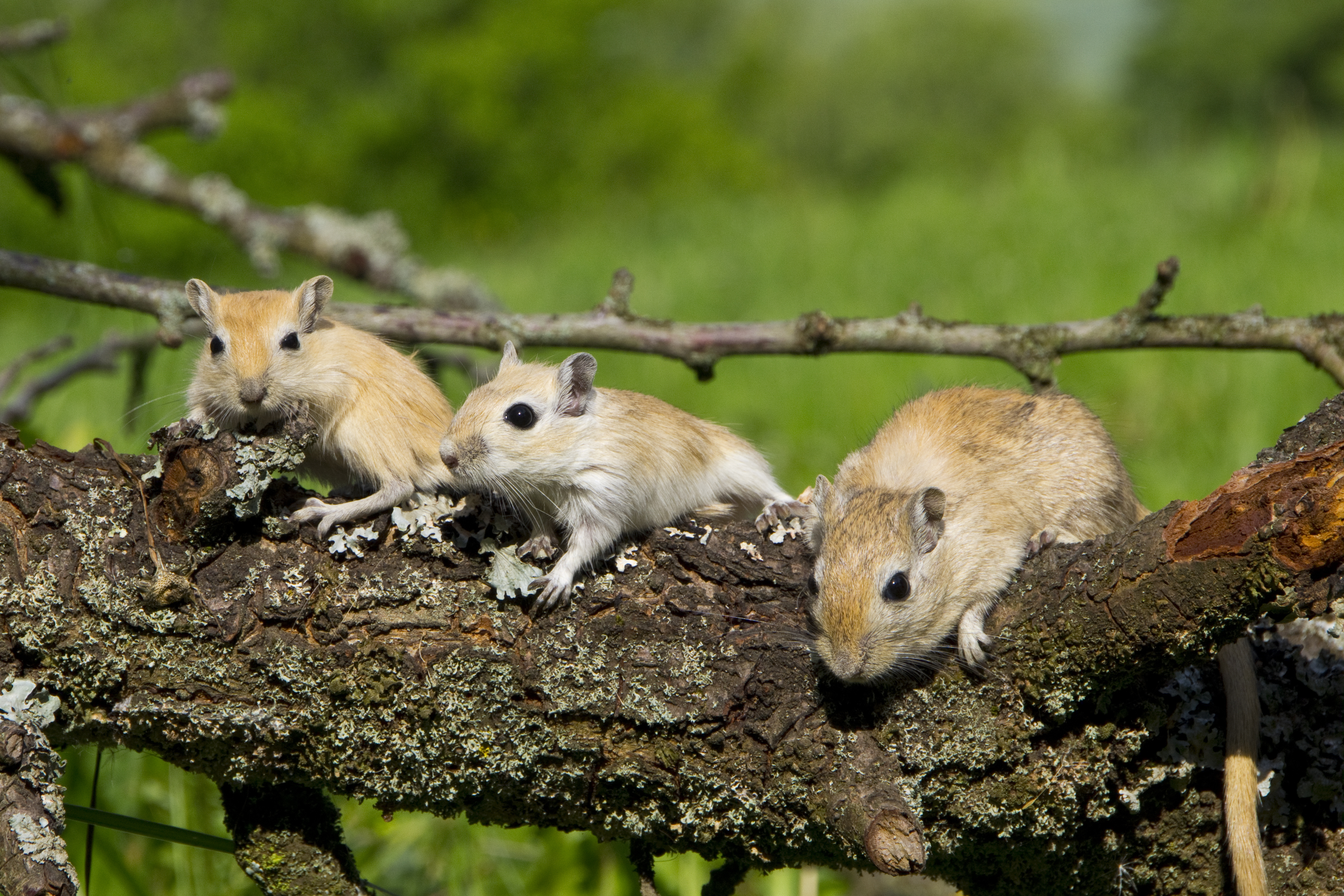 Mongolian gerbils