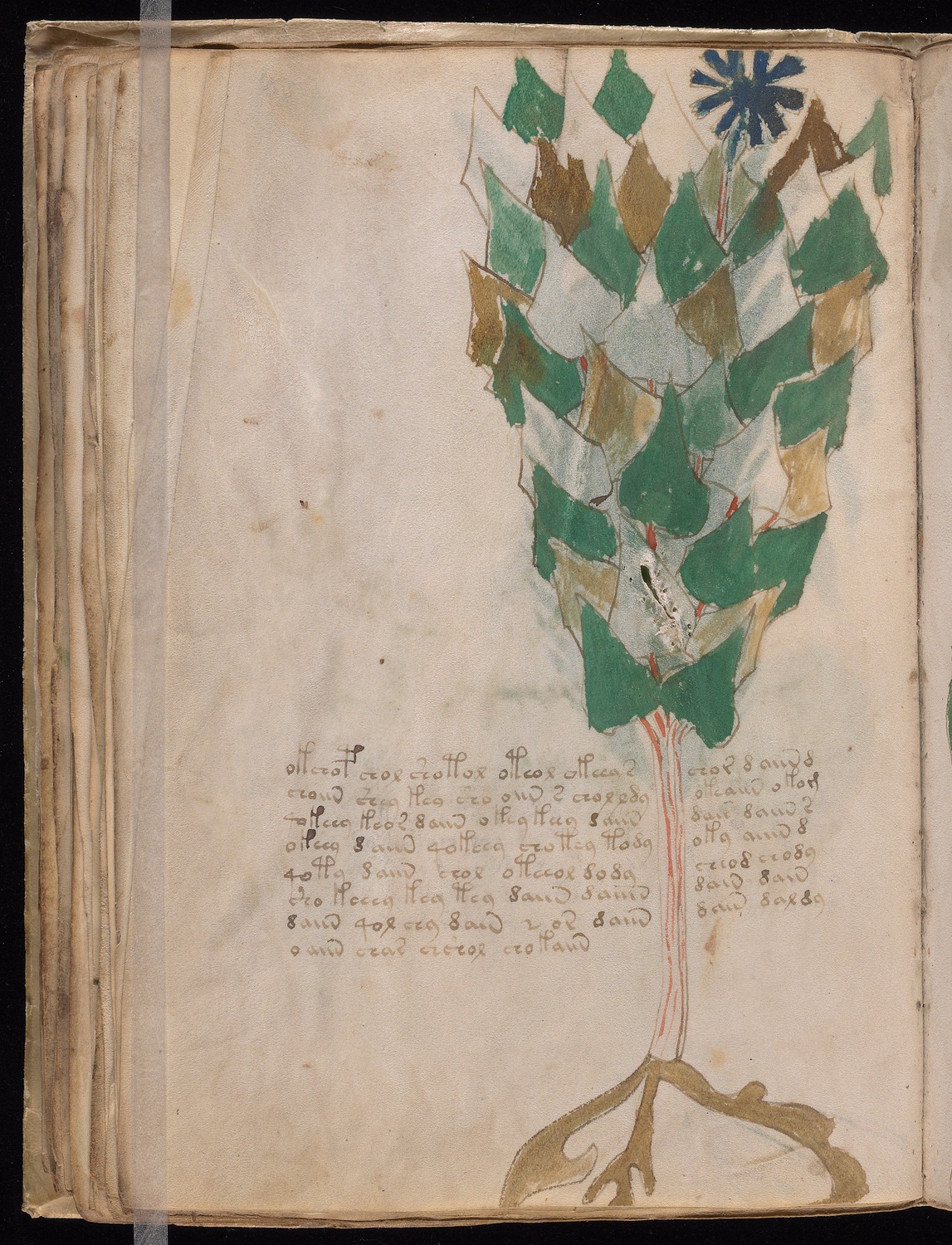 Voynich manuscript page