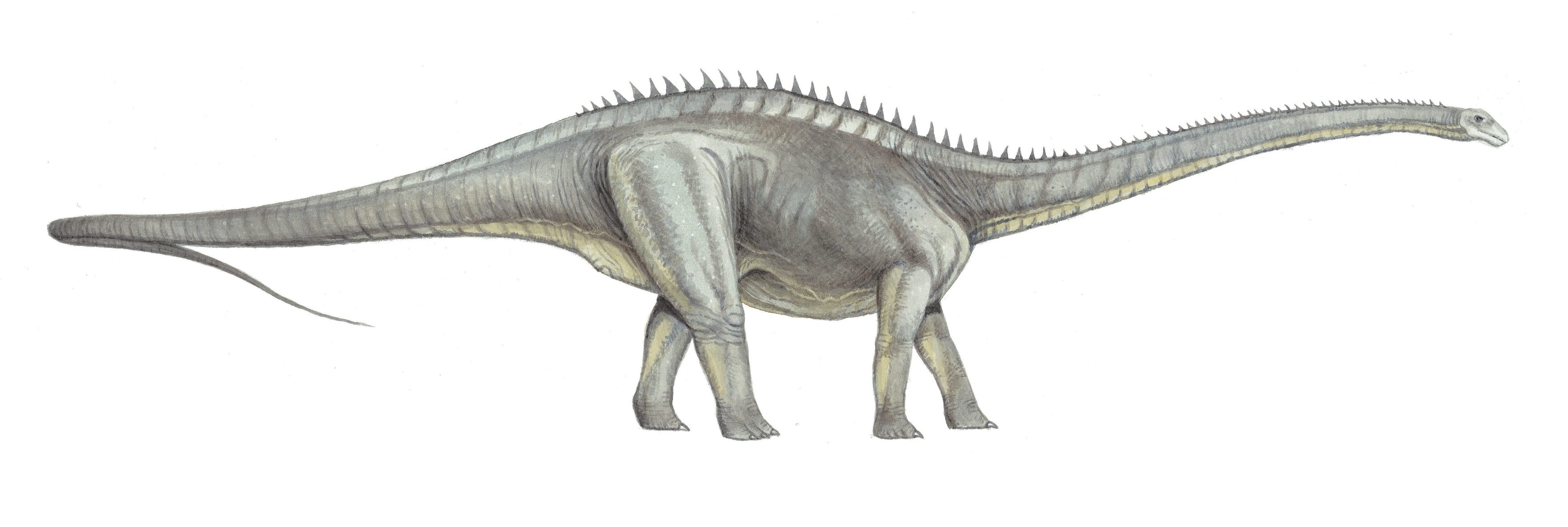 An artist's rendition of the Jurassic sauropod dinosaur Supersaurus