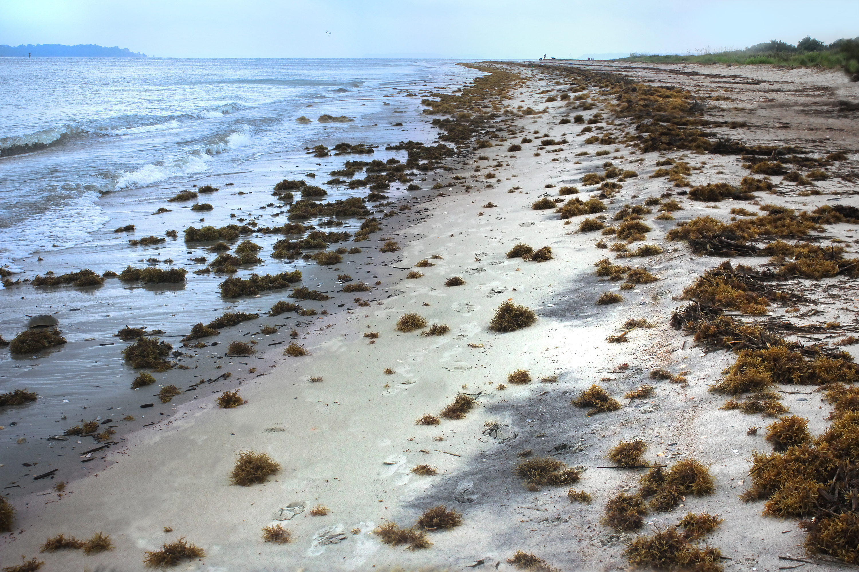 Sargassum seaweed