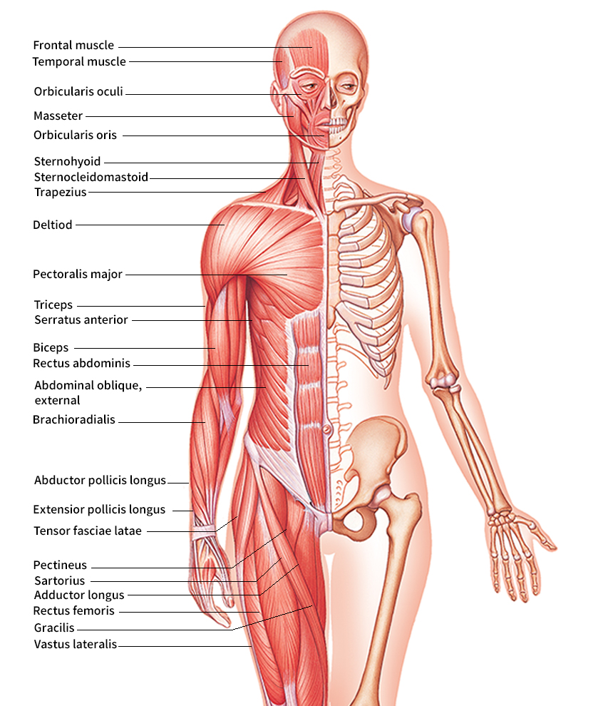 Human body: muscular system