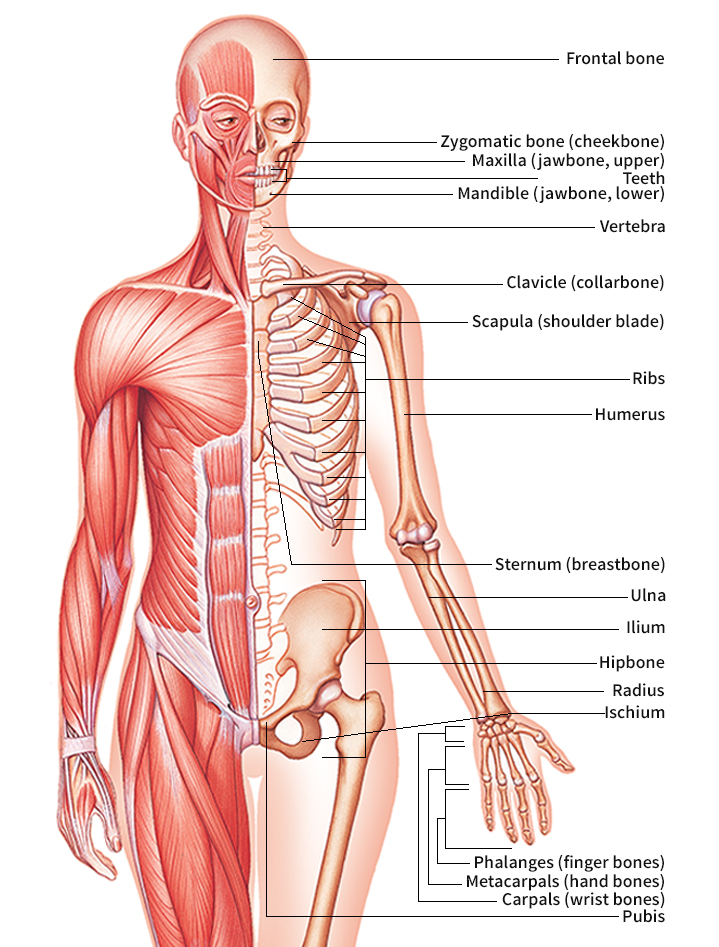 Human body: skeletal system