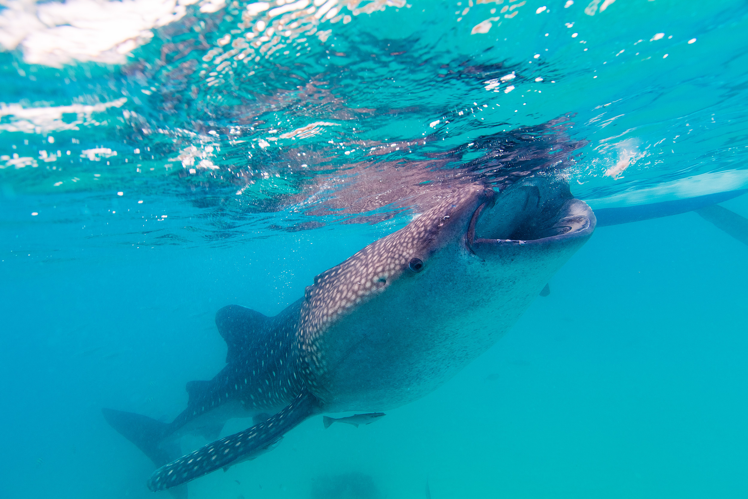 Whale shark feeding on plankton