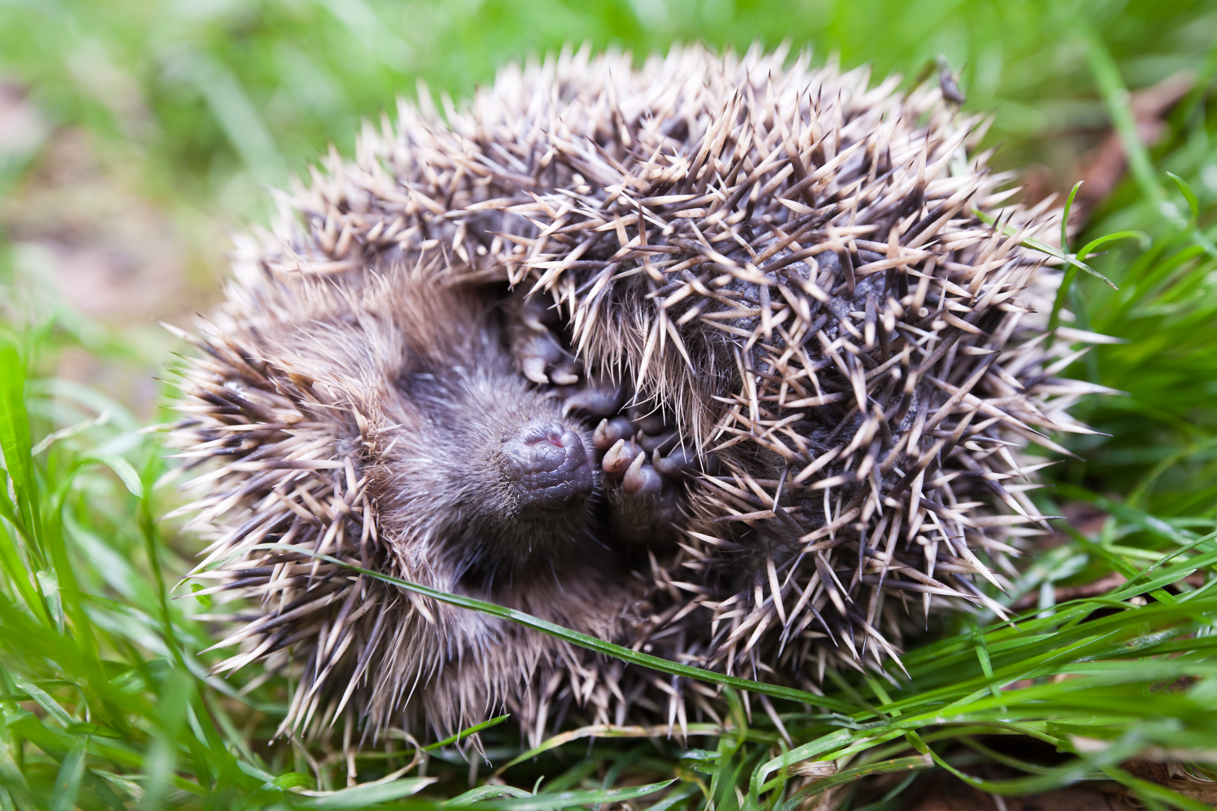 Hedgehog rolled into a ball