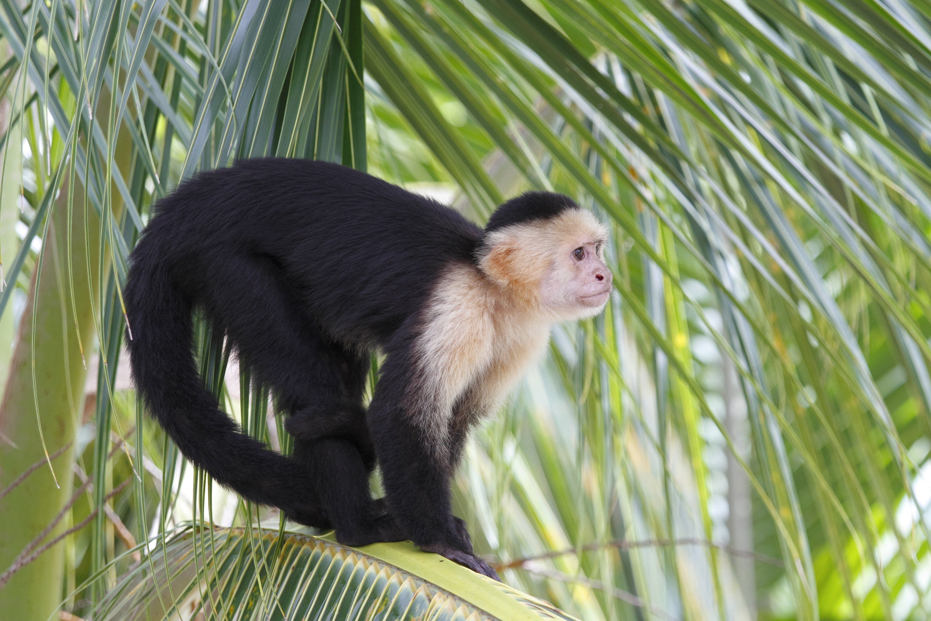 Capuchin monkey