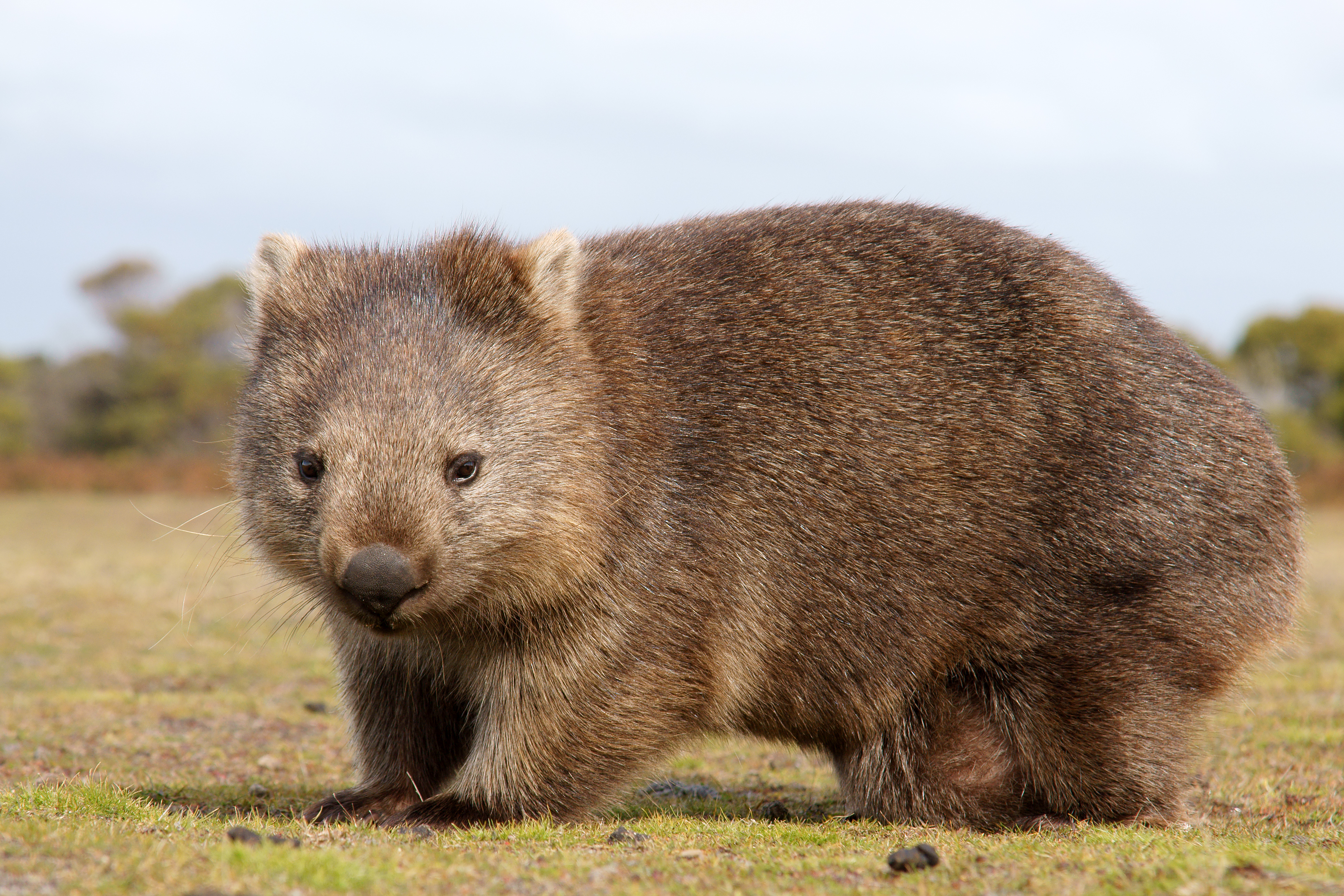 Common wombat