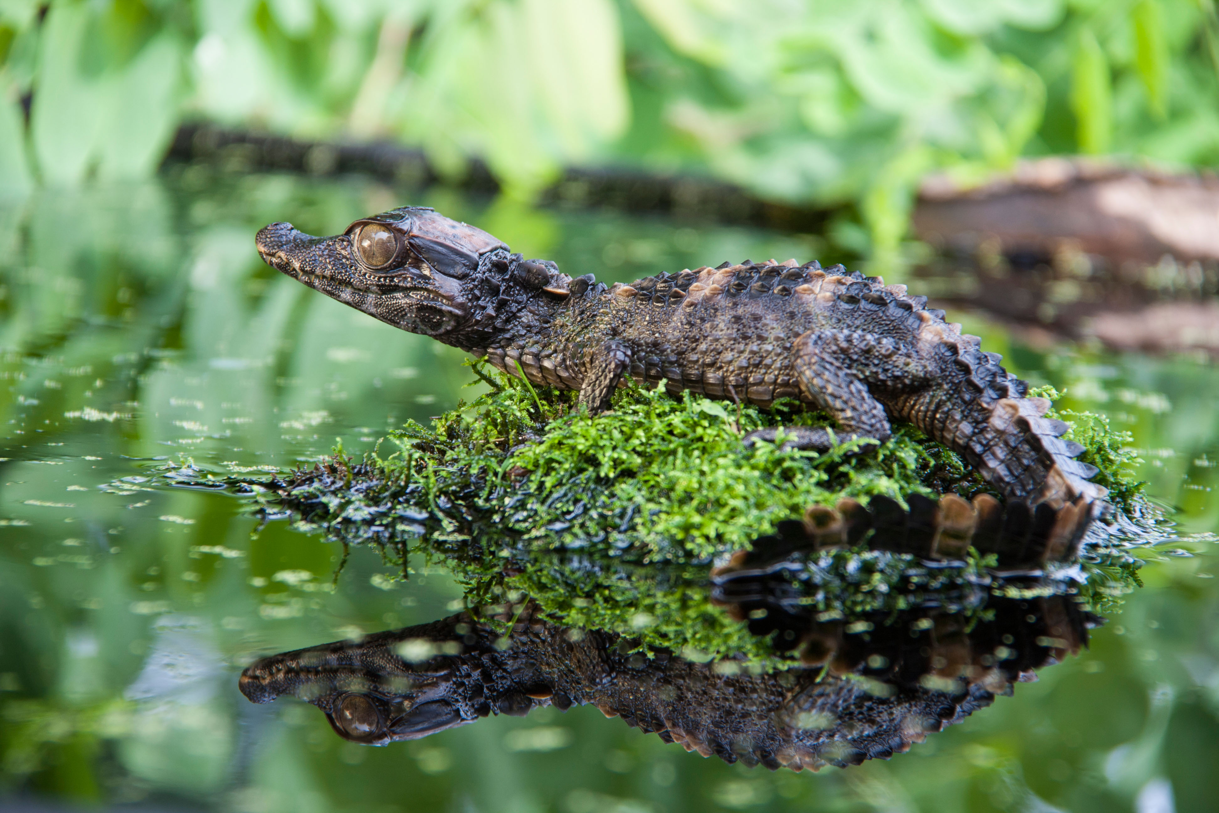 Smooth-fronted dwarf caiman