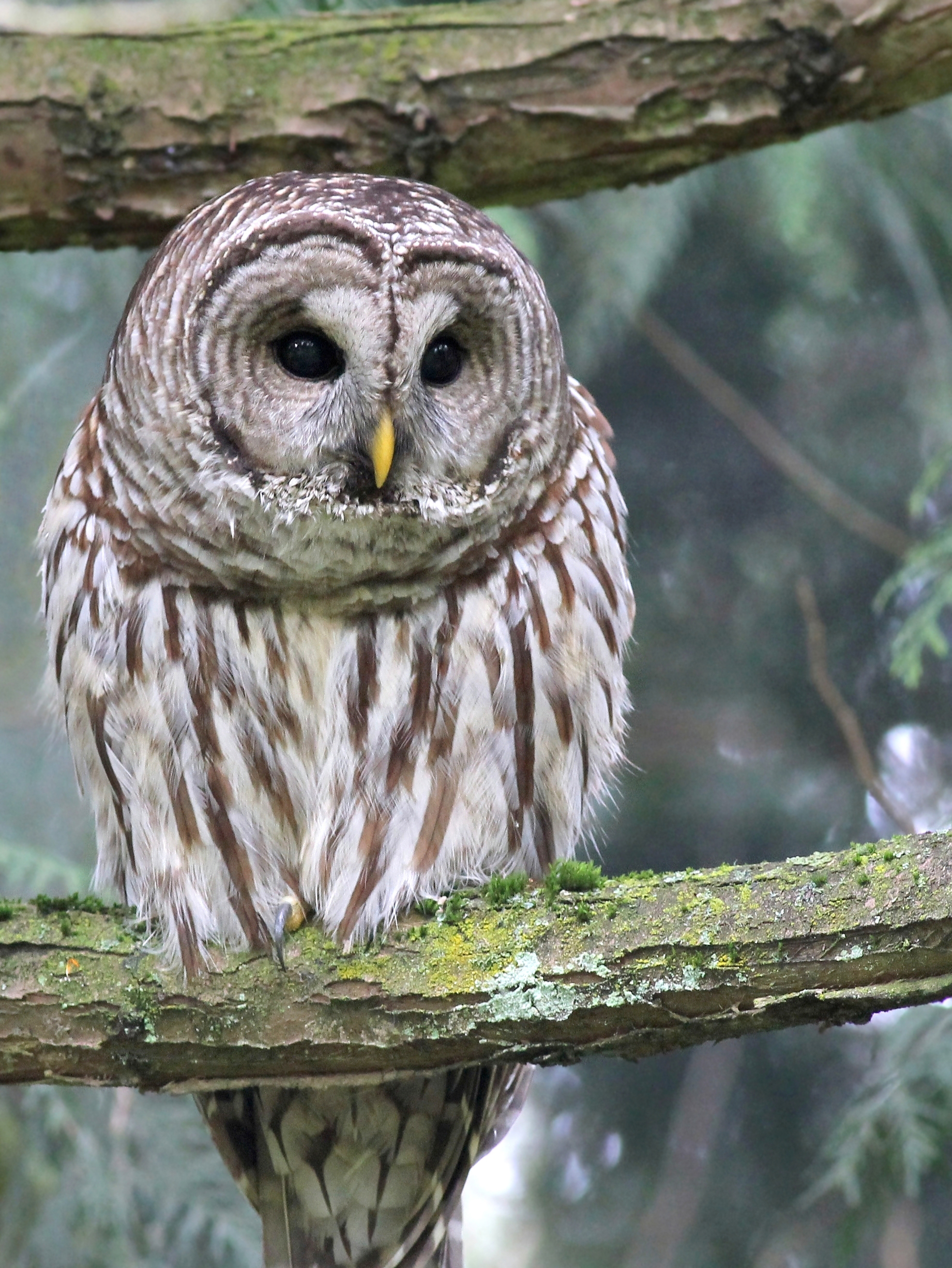 Barred owl 