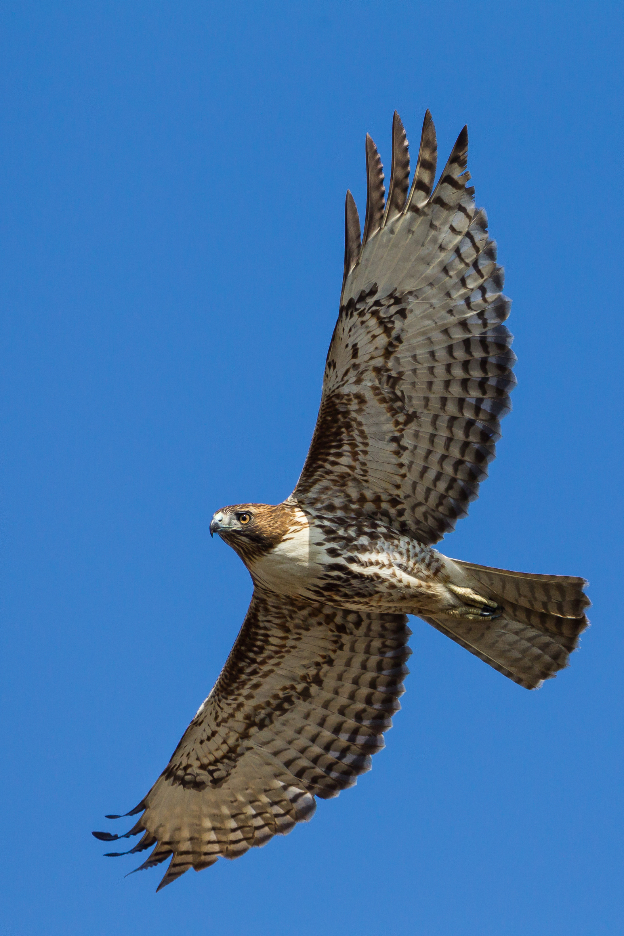 Red-tailed hawk in flight