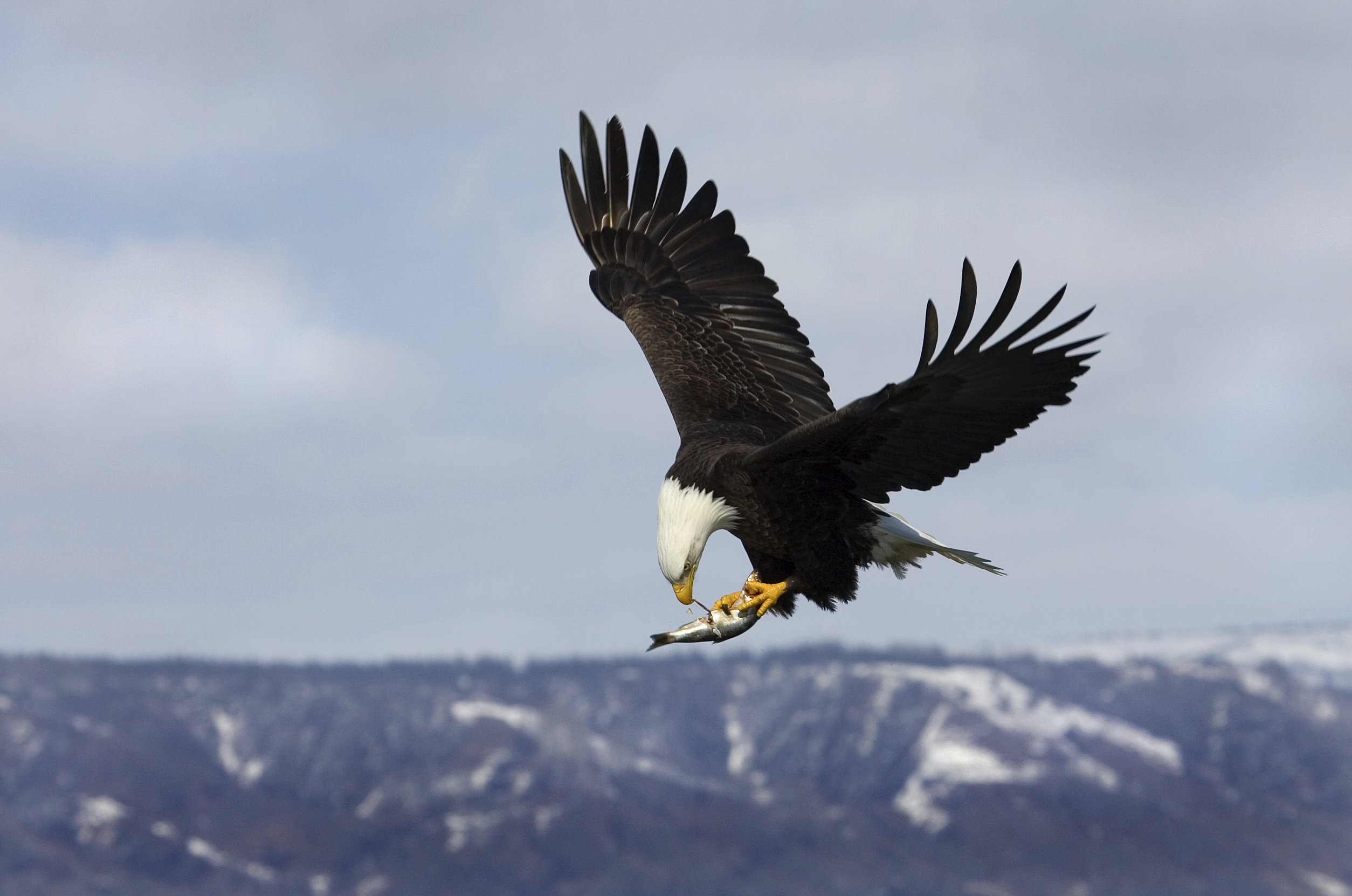 Bald eagle with prey