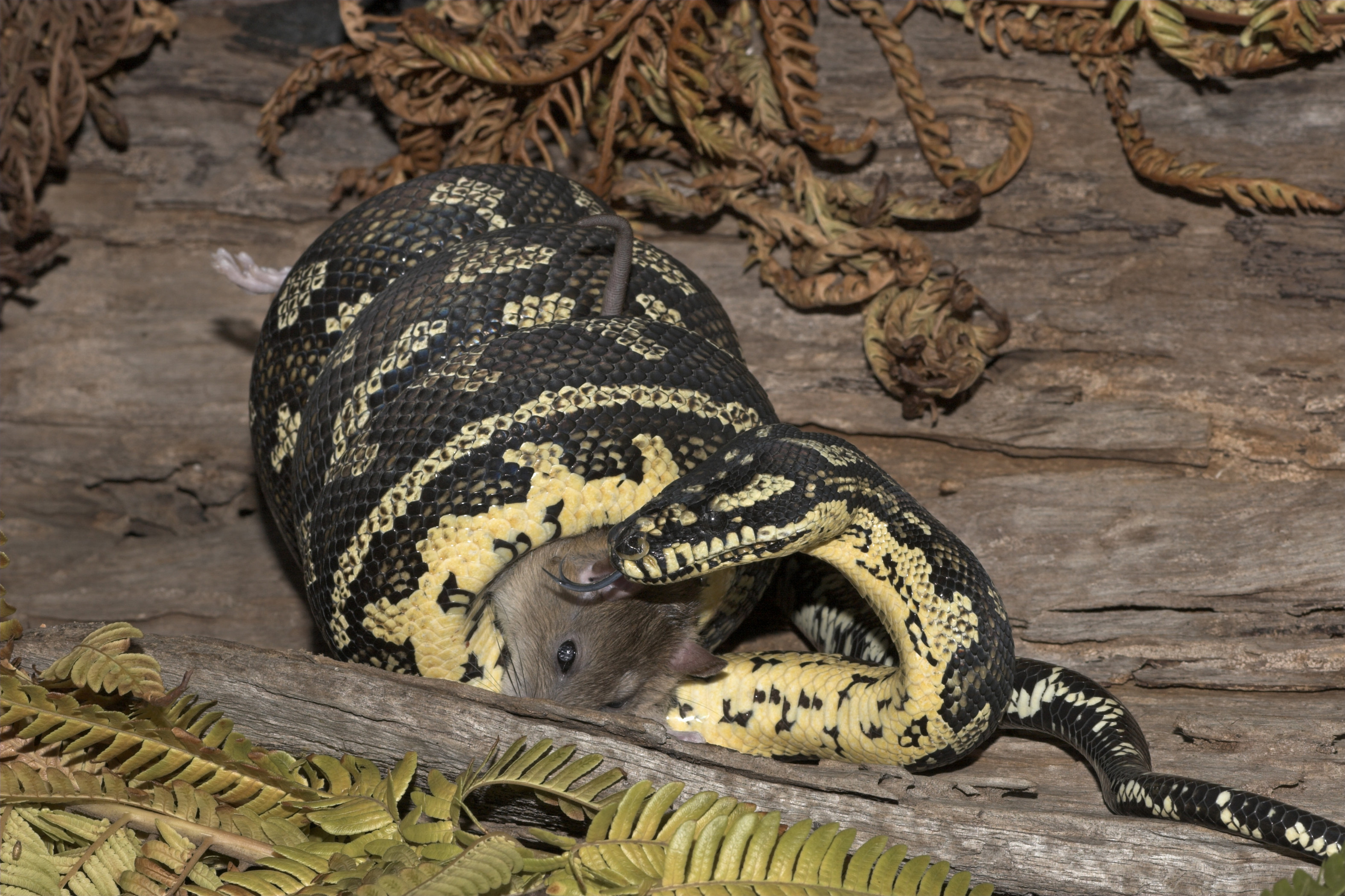 Carpet snake