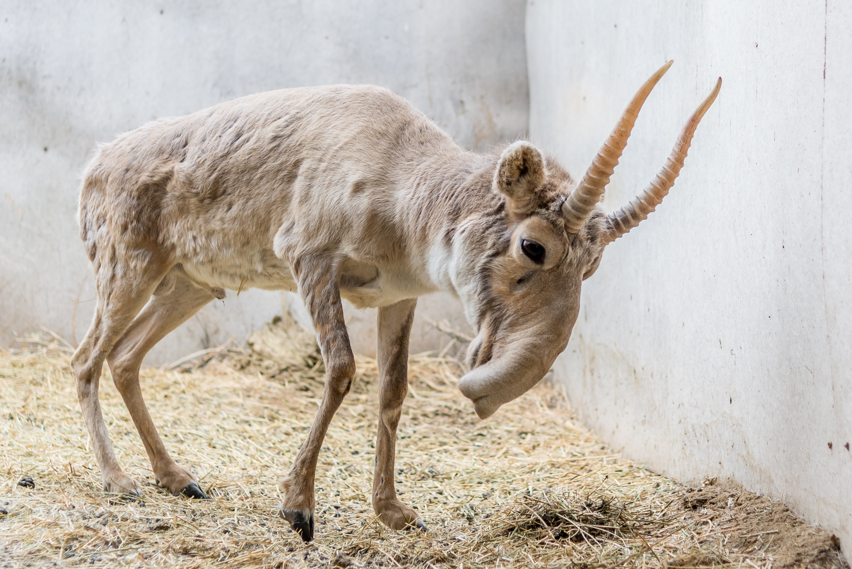 Saiga