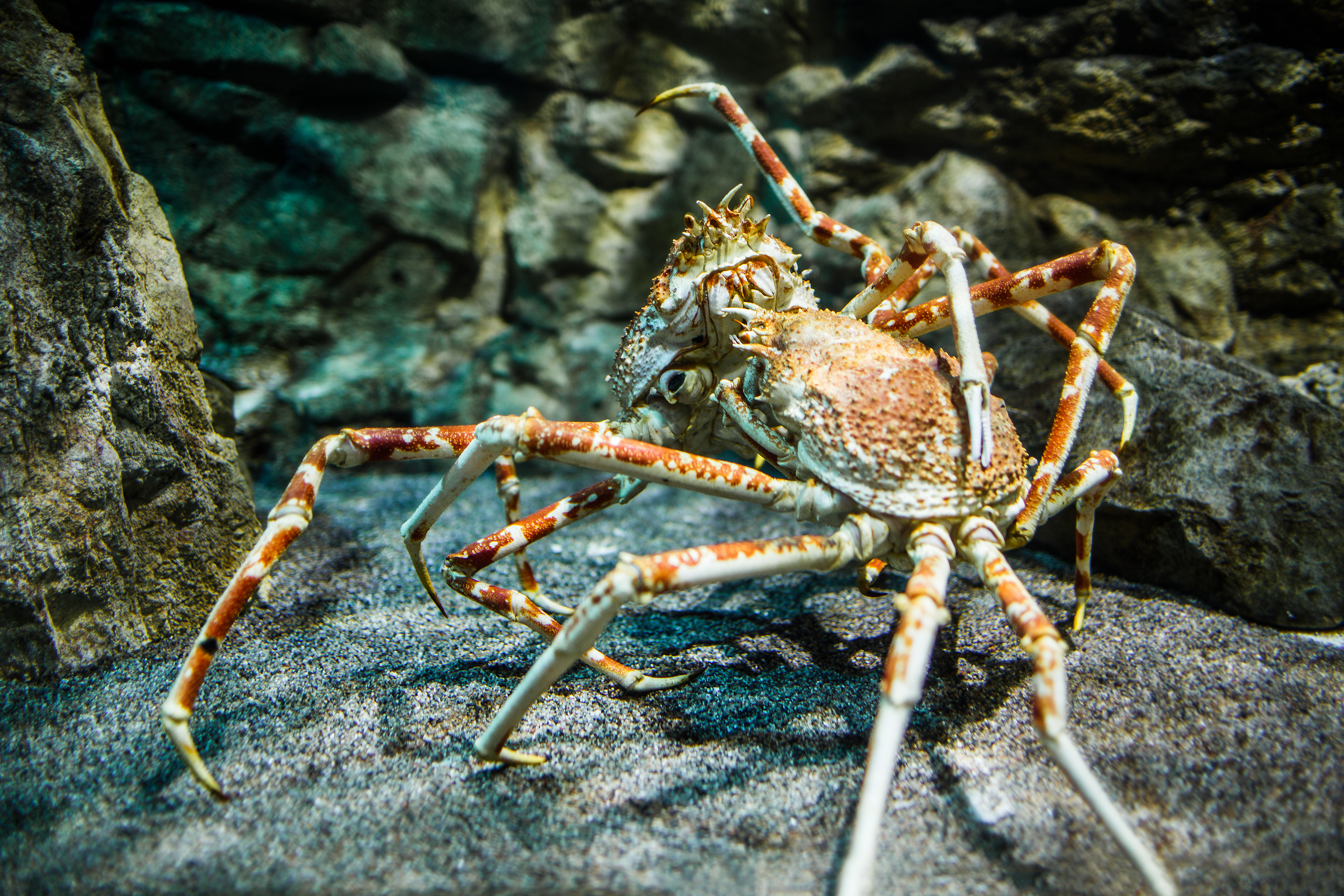 Japanese spider crab