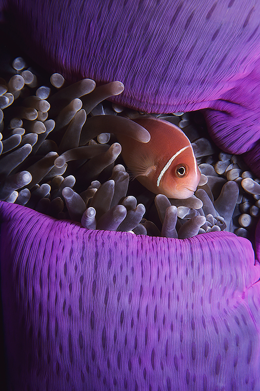 Pink skunk clownfish