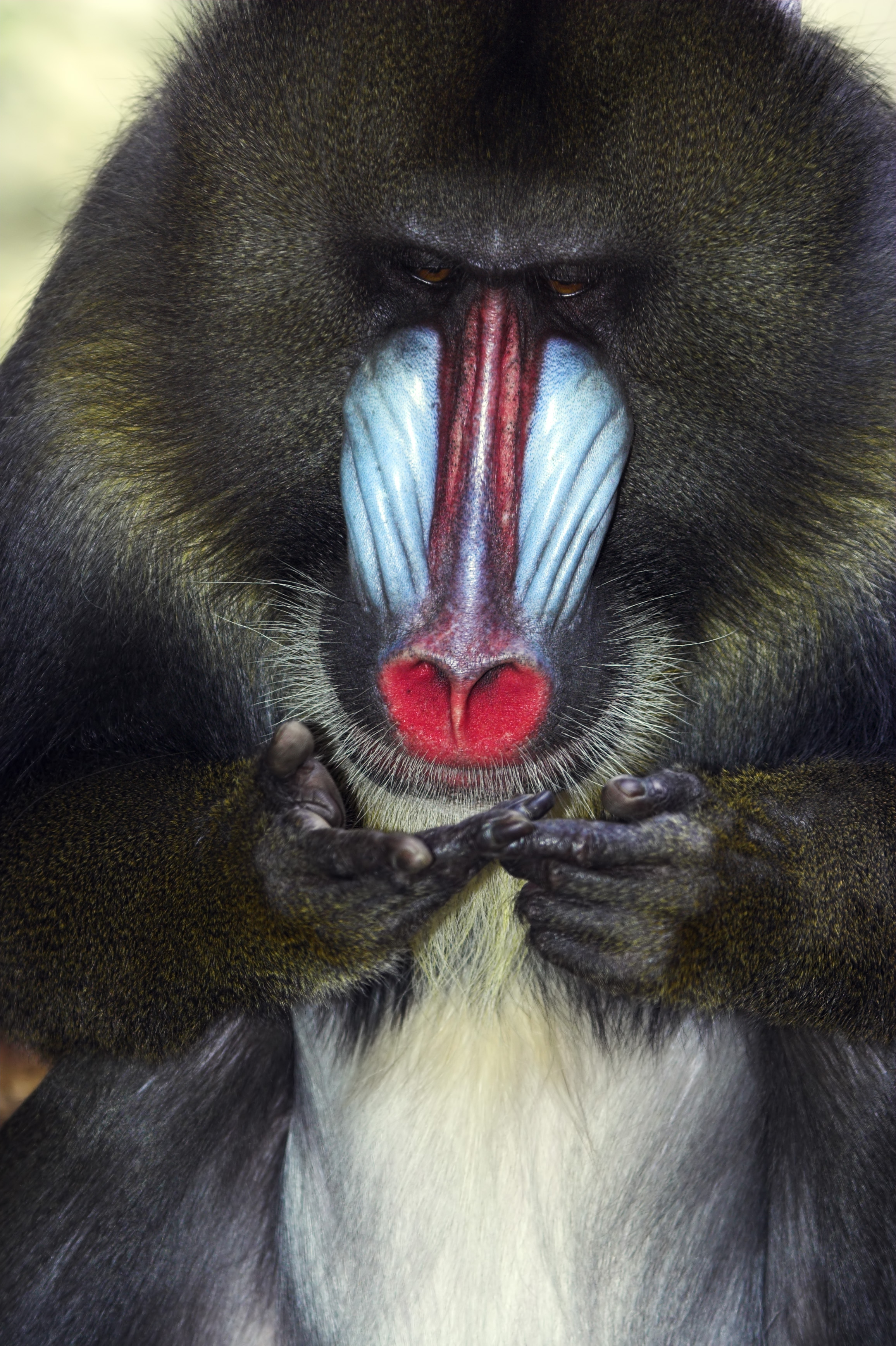 Male mandrill