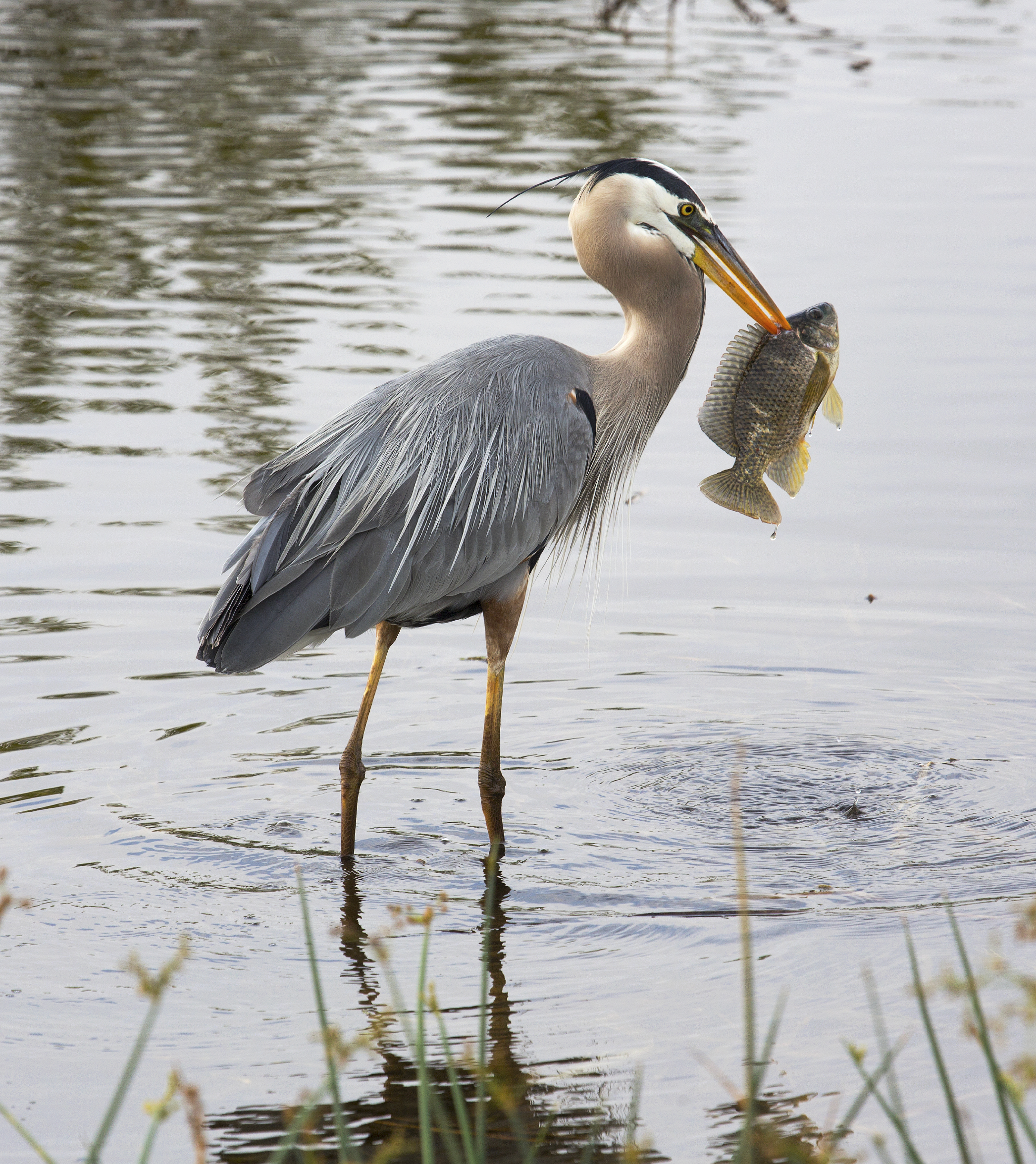 Great blue heron