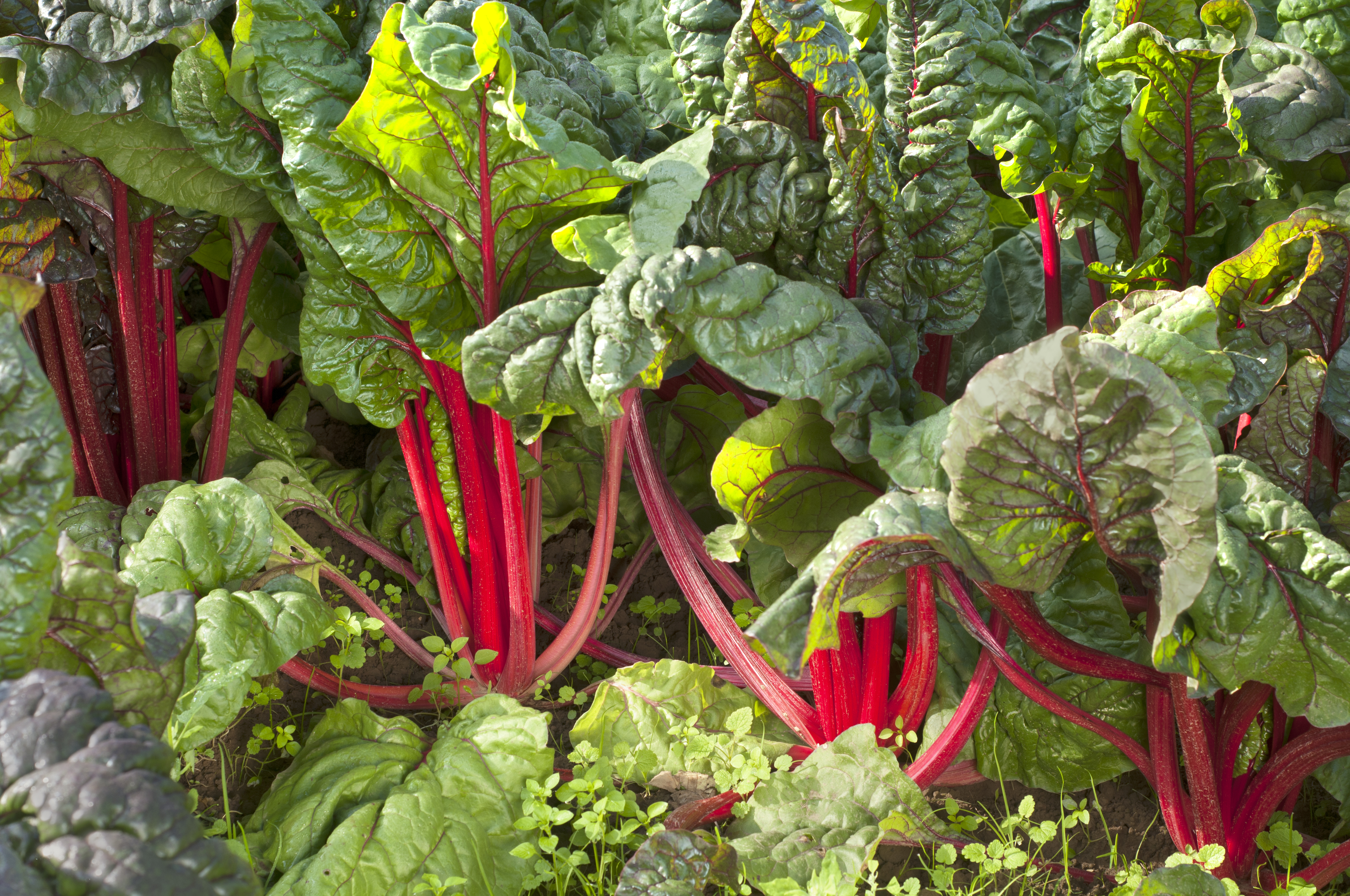 Swiss chard