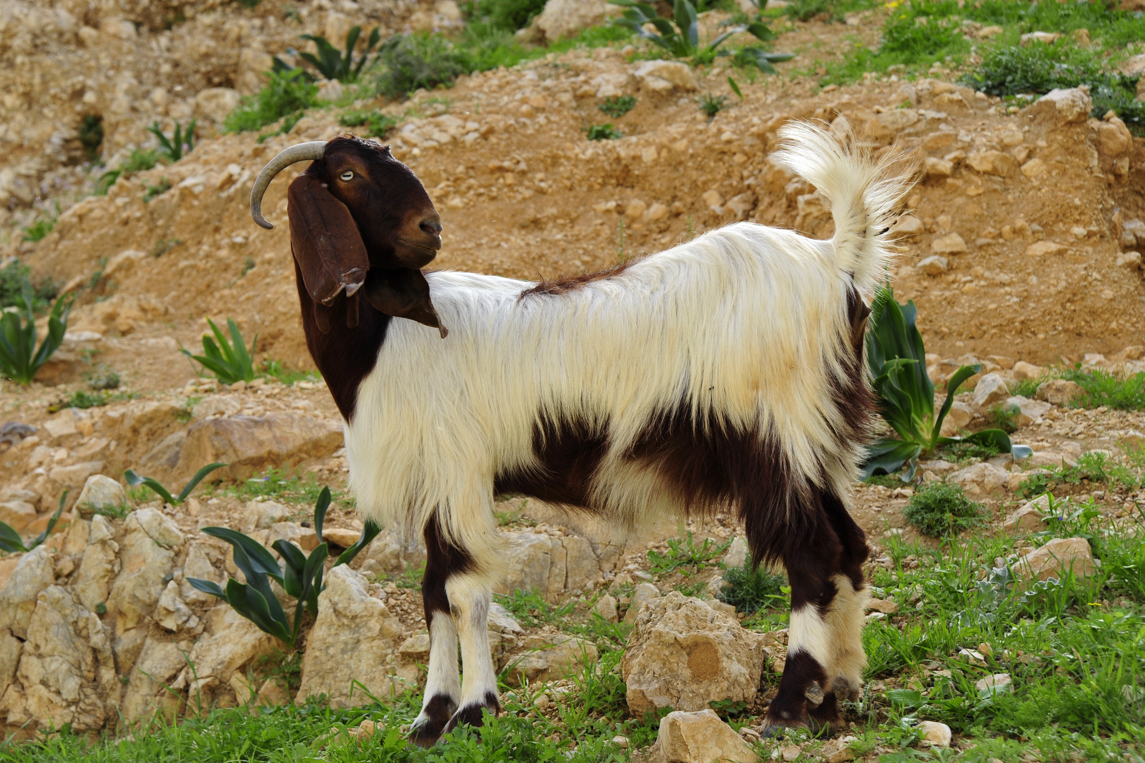 Boer goat