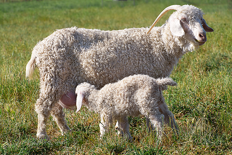 Angora goat mother and kid