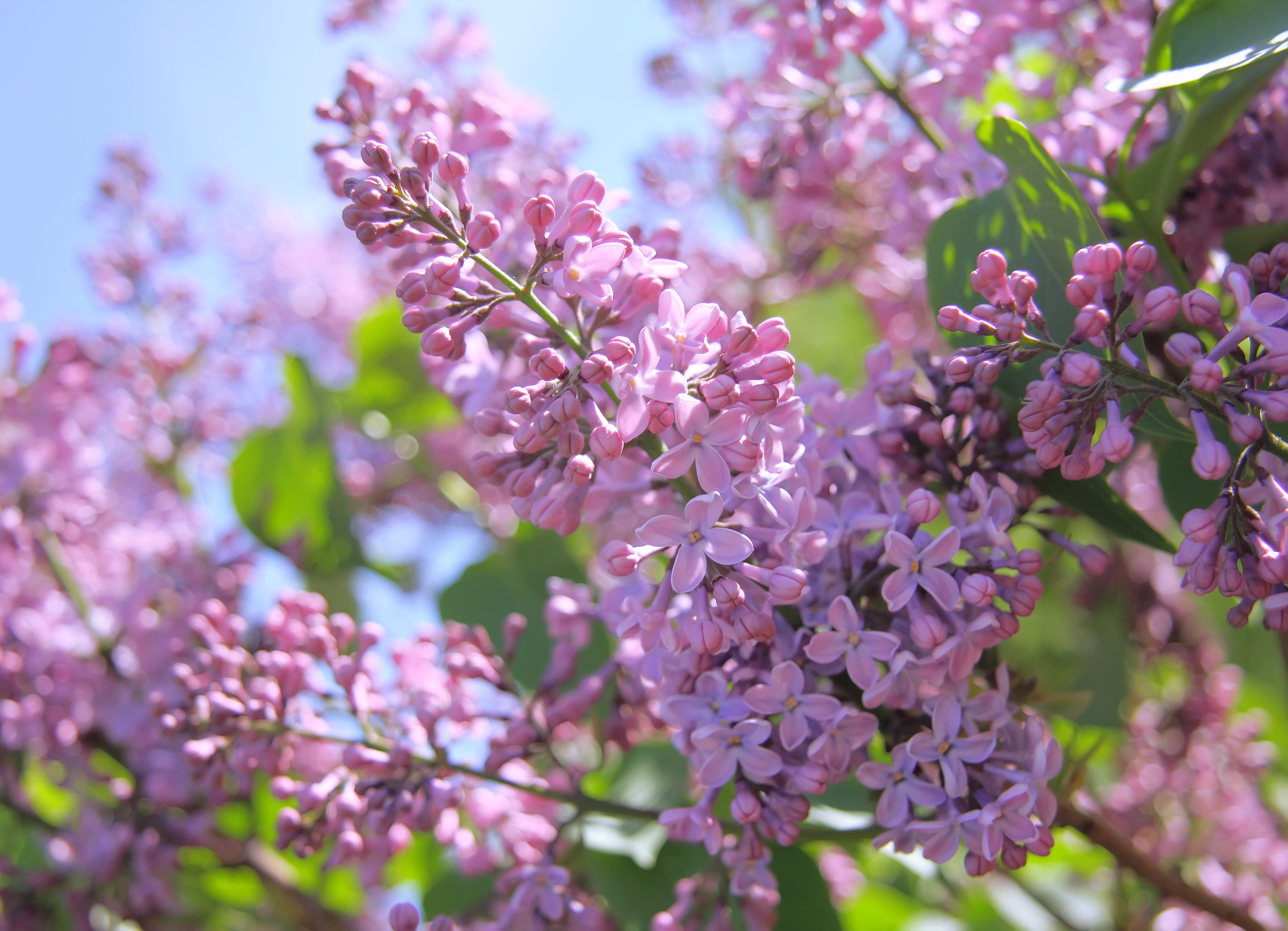 Lilac flowers