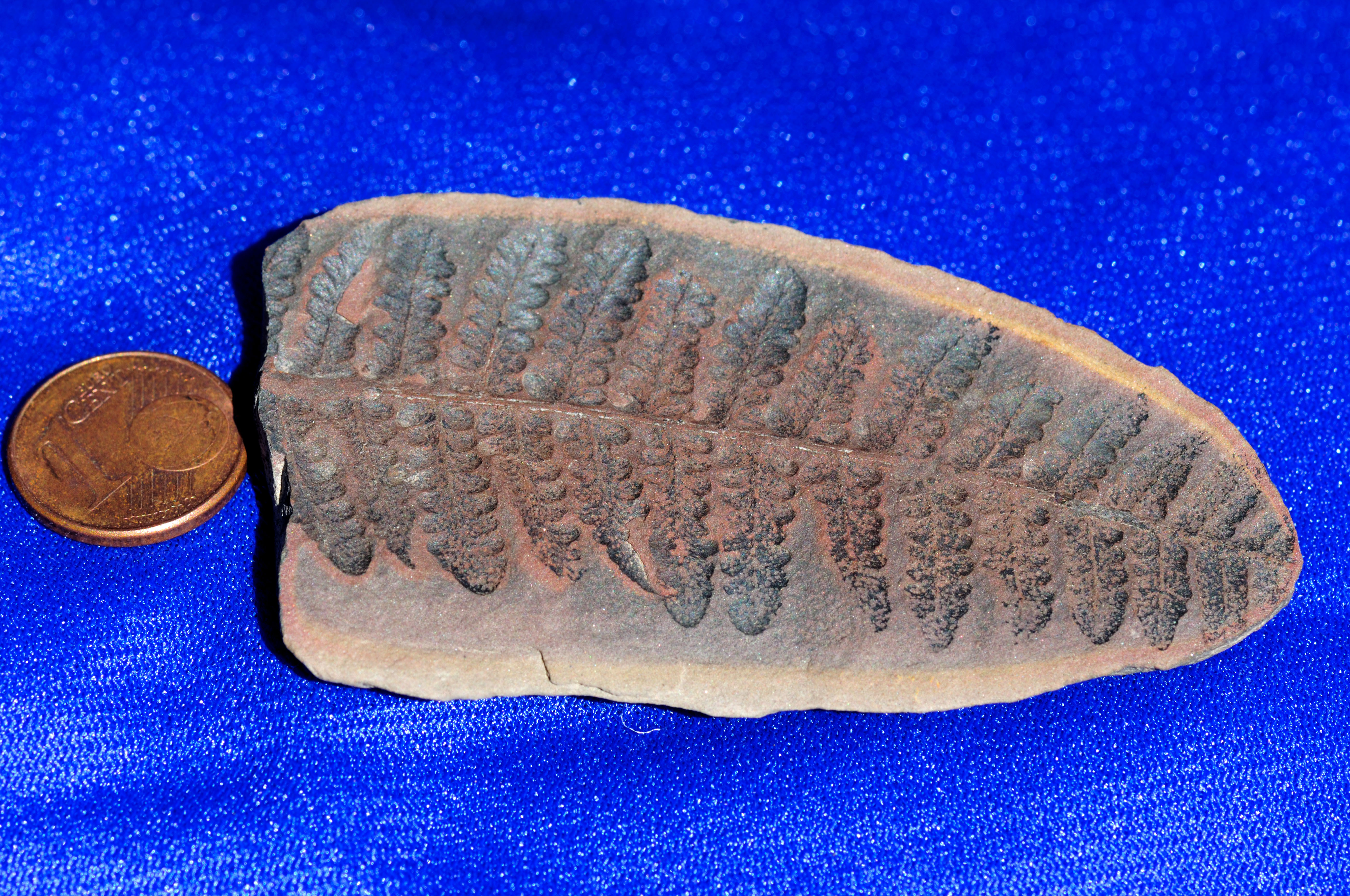 Carbonized fossil of a fern leaf