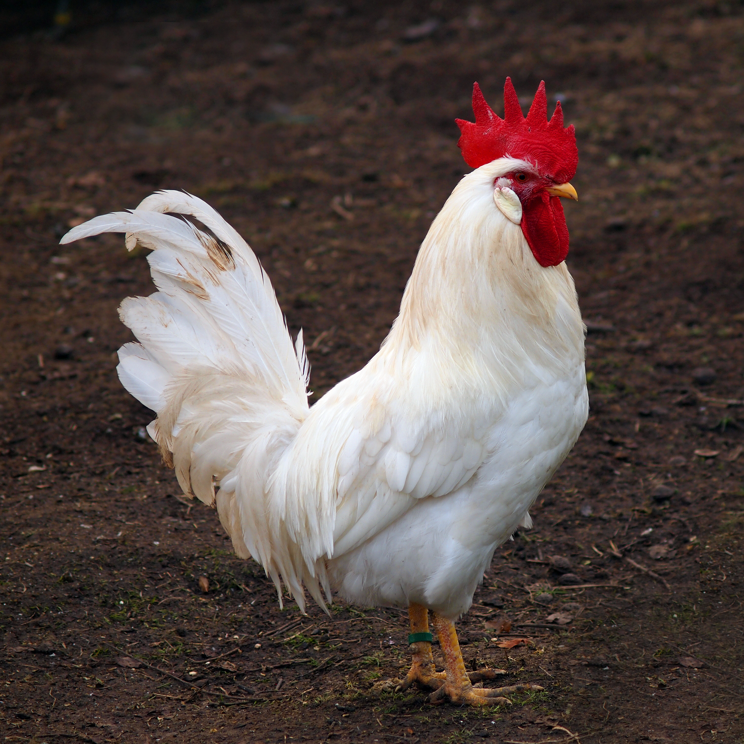 White Leghorn rooster