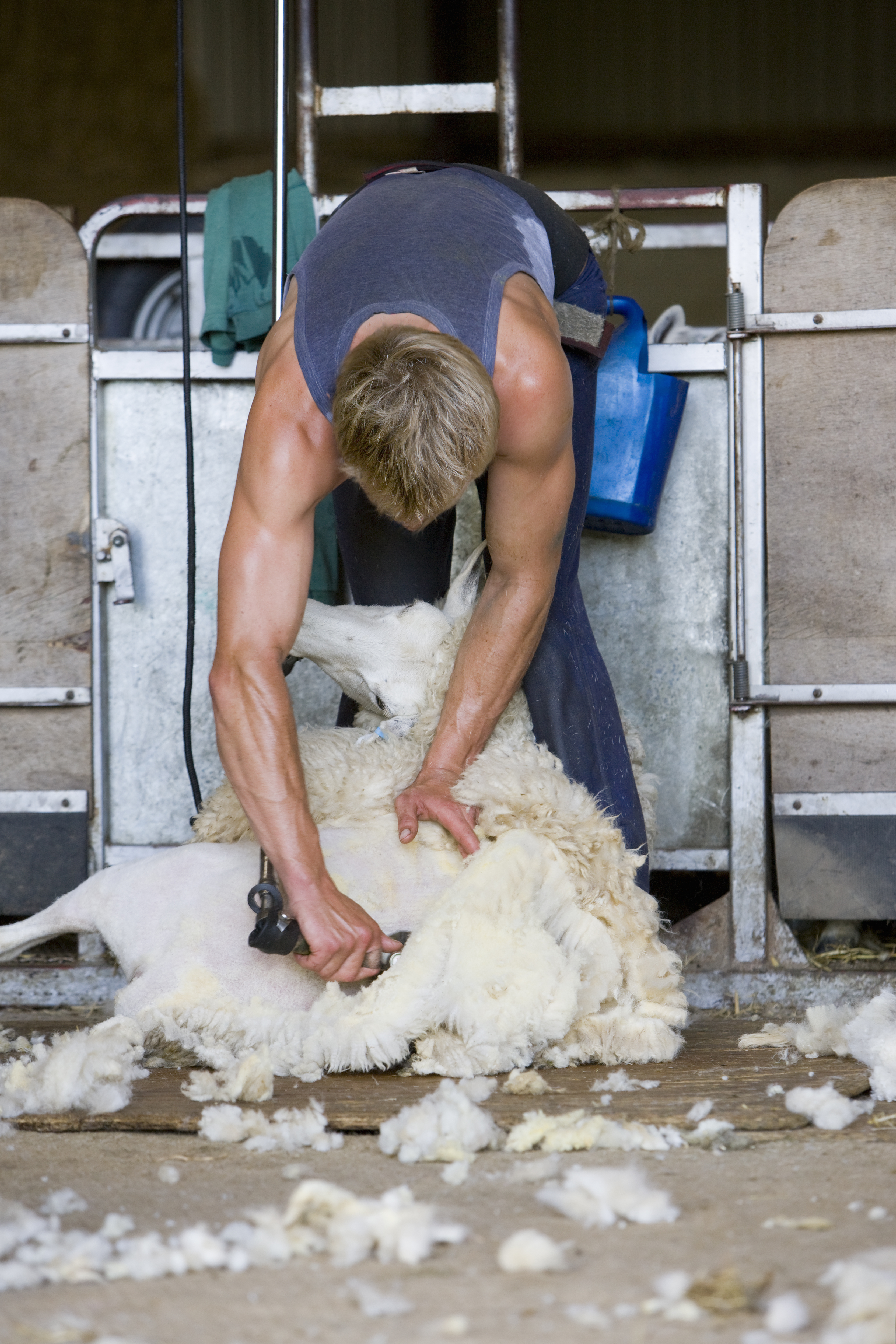 Shearing sheep